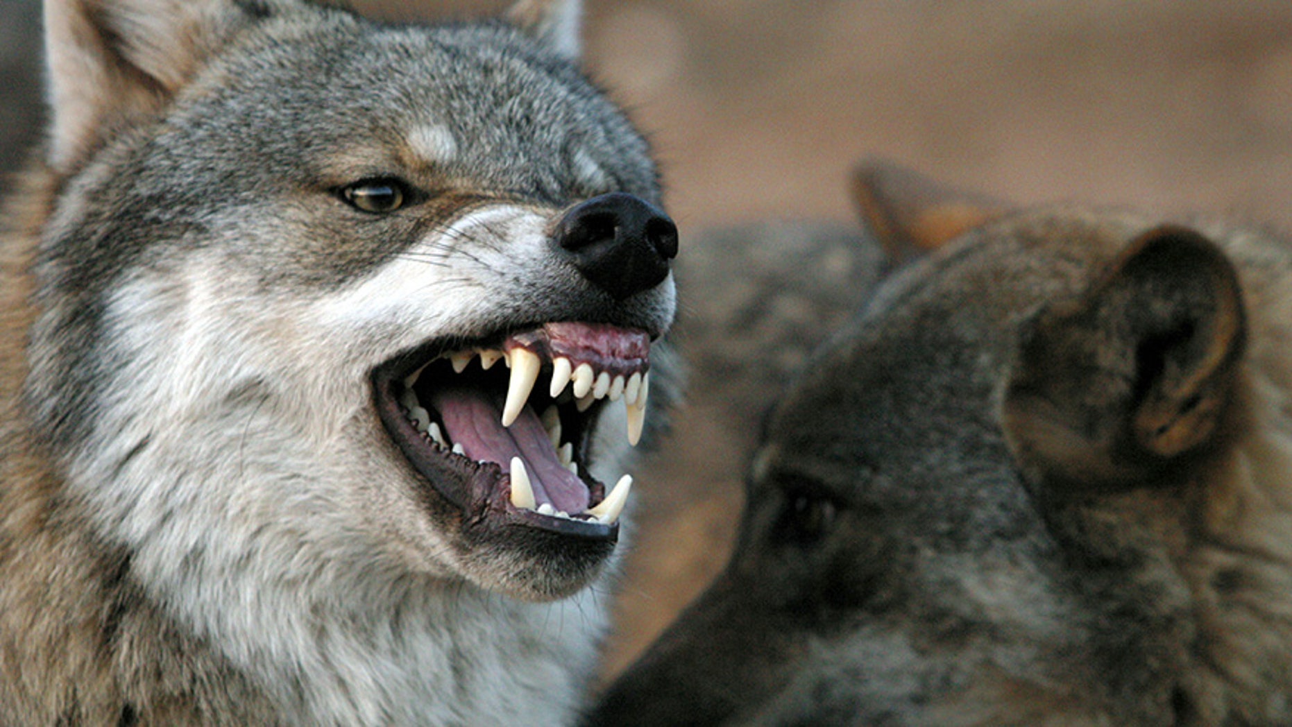 A wolf snarls at another wolf in Lobopark in Antequera, southern Spain December 26, 2004. Lobopark is a theme park for wolves where four packs of different species, european, timber, polar and iberian, all live. The owner is a German called Daniel Weigend who moved to Antequera with his family and set up Lobopark where the wolves are semi-wild, social but not tame. - PBEAHUODXDM