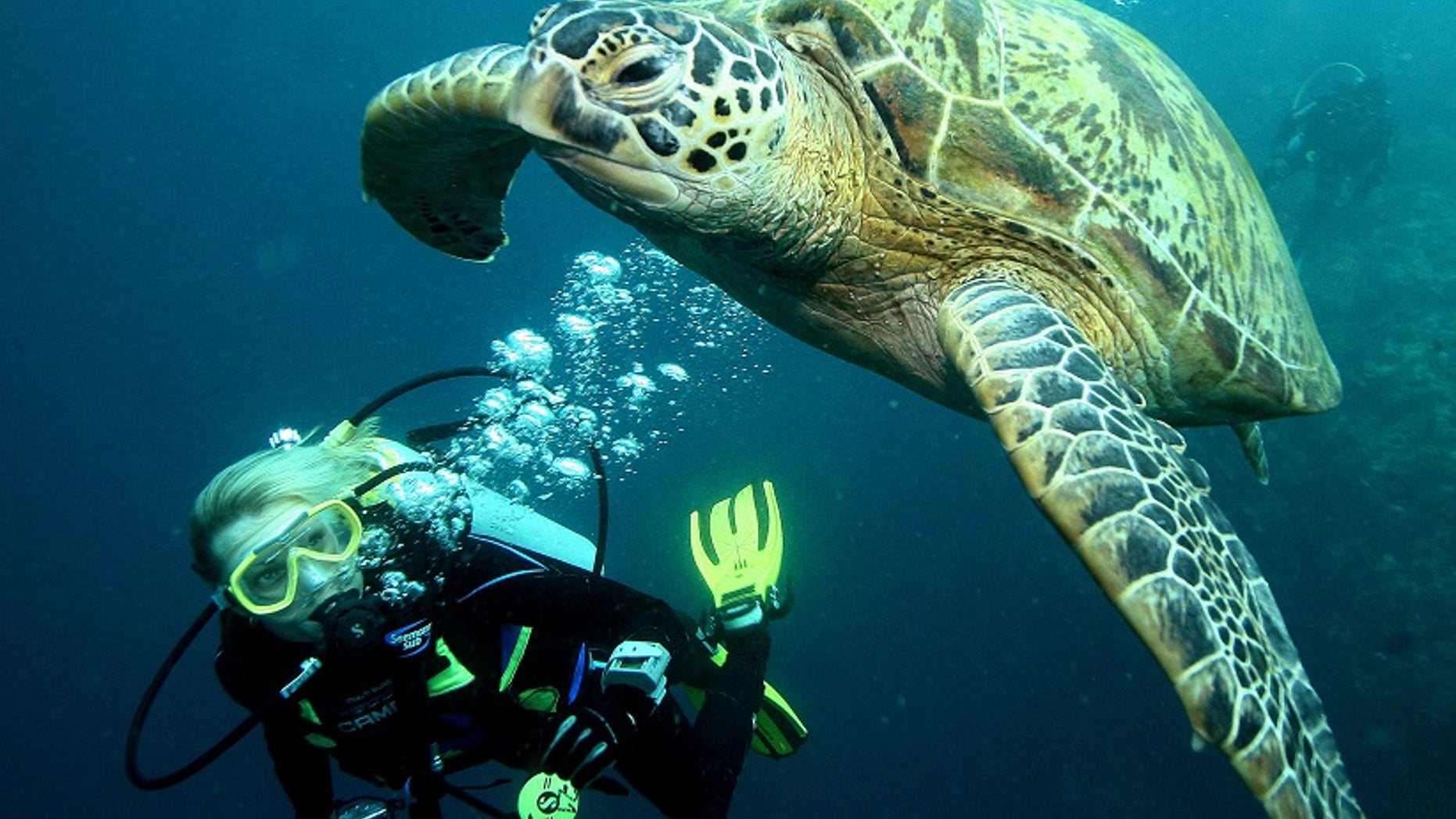 A diver swims near a giant turtle at a diving site near the island of Sipadan in Celebes Sea east of Borneo November 7, 2005.
