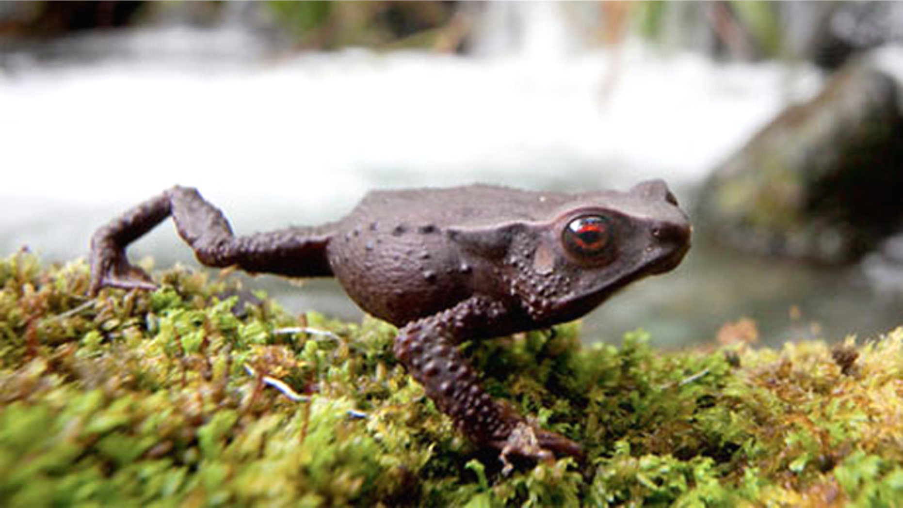 This new toad species with striking red eyes was found in the cloud forests of Chocó, Colombia.