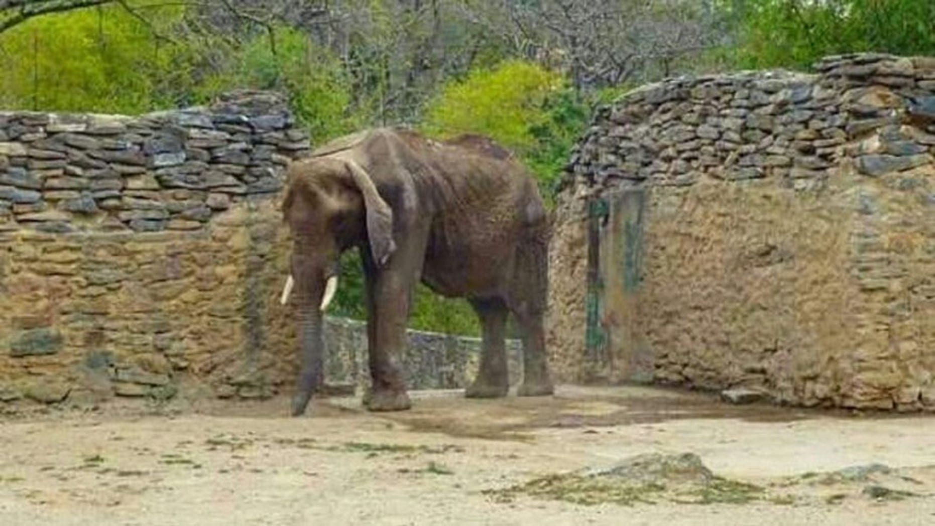 A photo of Ruperta at the Caricuao Zoo in Caracas.