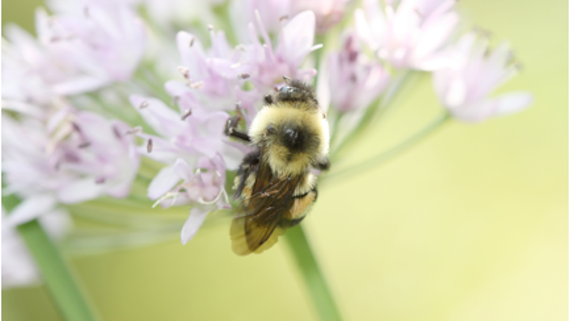 The rusty patched bumblebee is on the verge of extinction, officials warn.