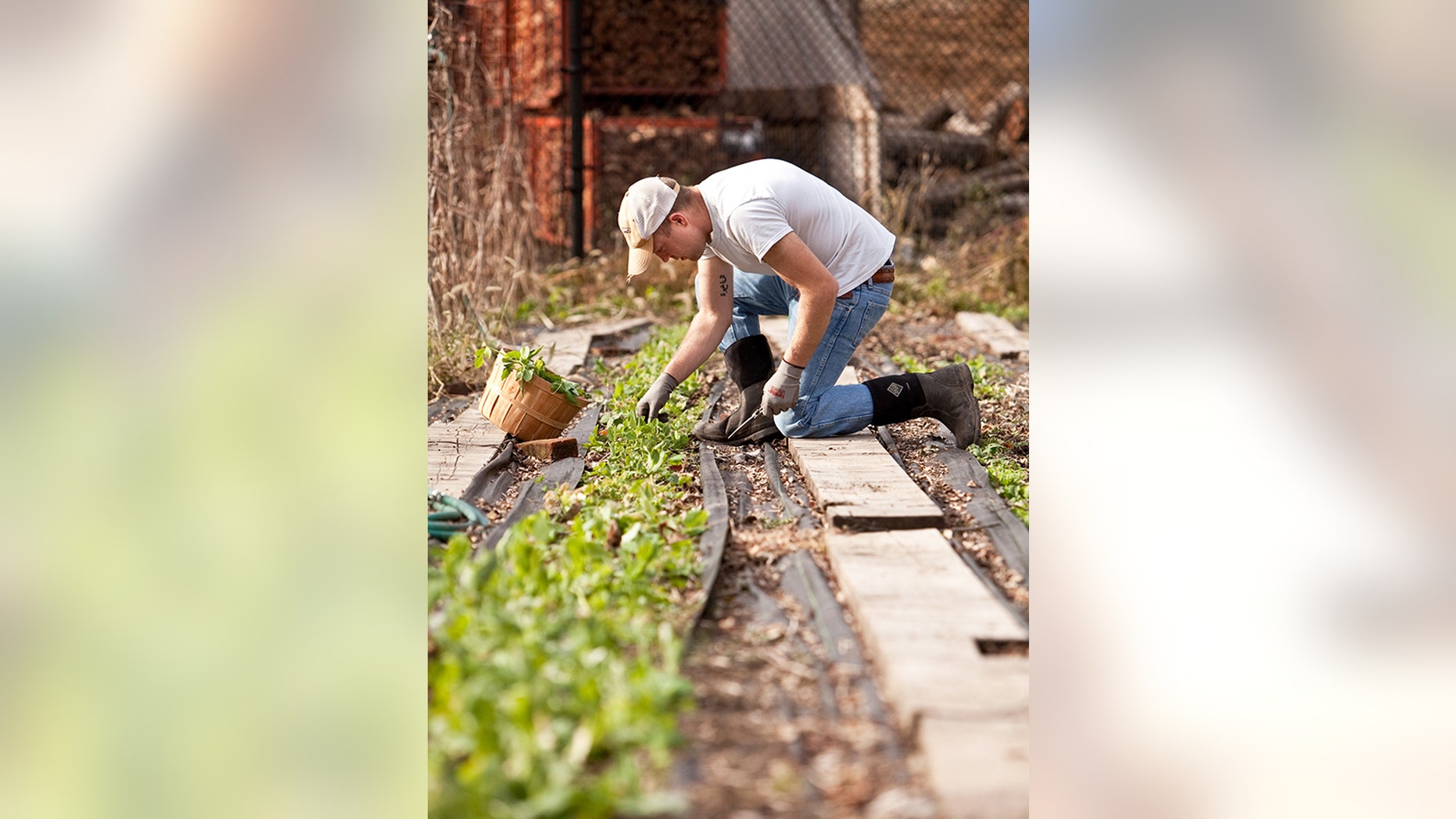 Marine veteran Matt Soldano harvests pea shoots on his farm, Southtown Farms, in Blairstown, New Jersey.