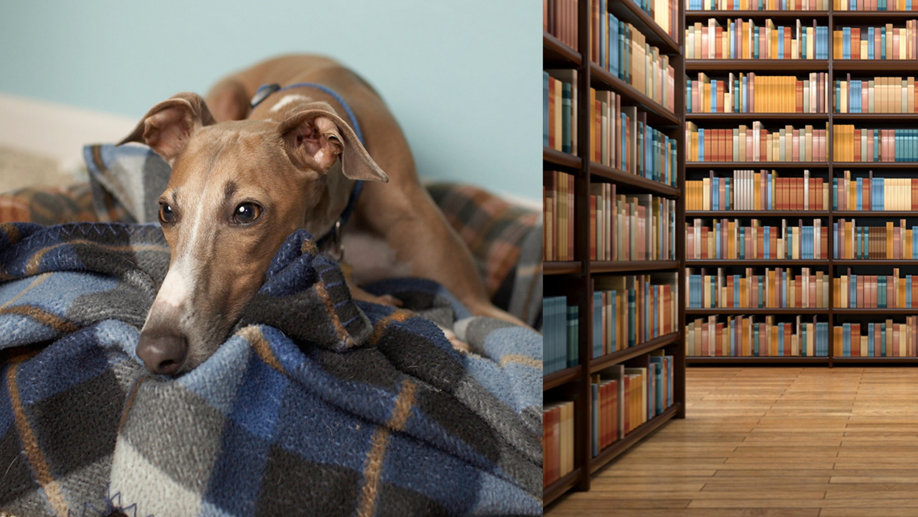 A sorrowful-looking greyhound made the rounds on social media, after no one showed up for his story time hour at the library.
