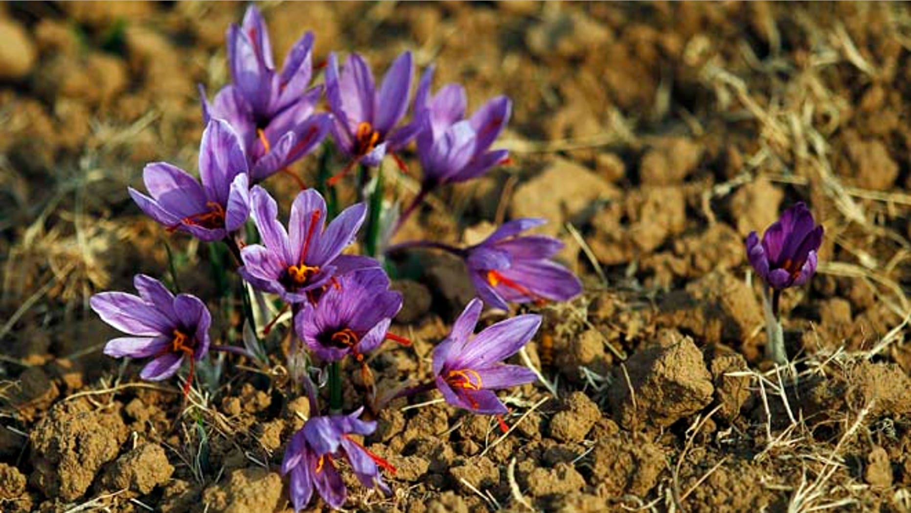 Nov. 1, 2012: Saffron flowers are seen in full bloom at a field in Pampore, 9 miles south of Srinagar.