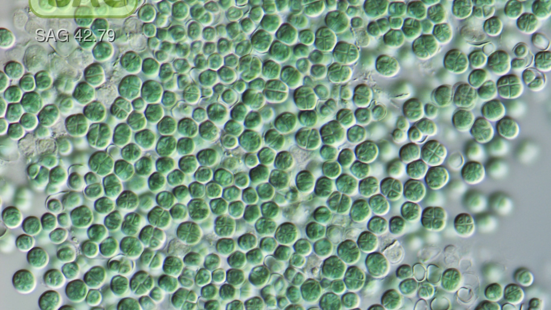 When grown in far-red light, this cyanobacteria, called "Chroococcidiopsis thermalis," can still photosynthesize where others falter.