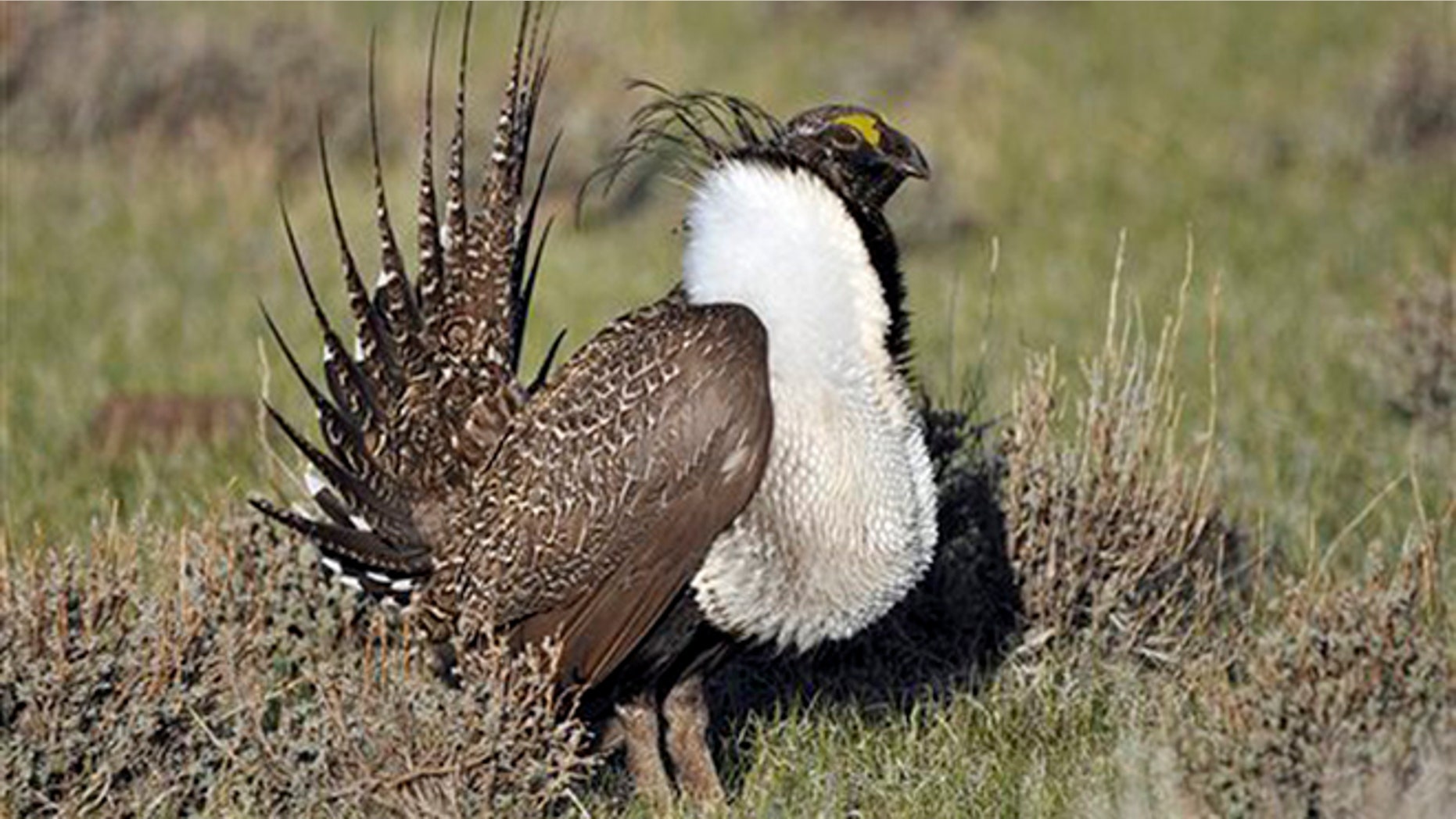 This 2010 photo released by the U.S. Fish and Wildlife Service shows a greater sage grouse male strutting to attract a mate at a lek, or mating ground, near Bridgeport, Calif.