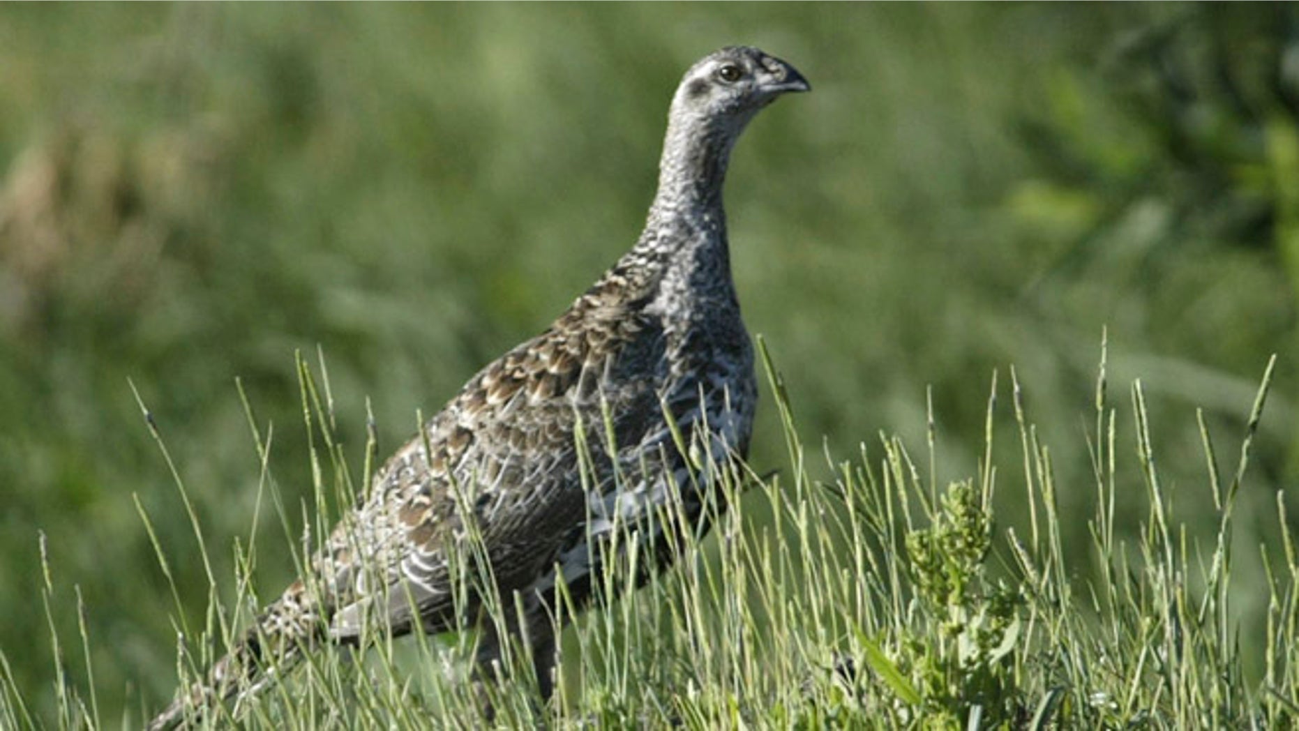 July 25, 2005: In this file photo, a sage grouse stands in a meadow at the Smith Creek Ranch, east of Fallon, Nev. (AP)