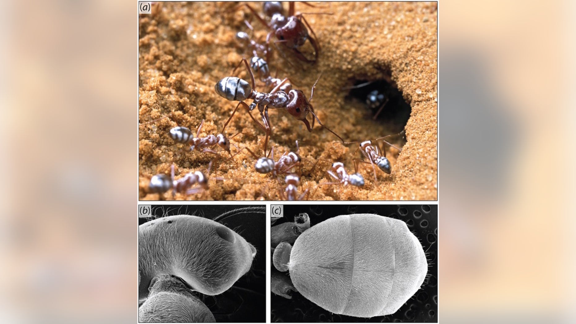 Saharan silver ants sport a body full of silvery hairs that act as tiny prisms, reflecting light completely and helping the tiny creatures stay cool in the blistering heat of the Sahara Desert, new research finds.
