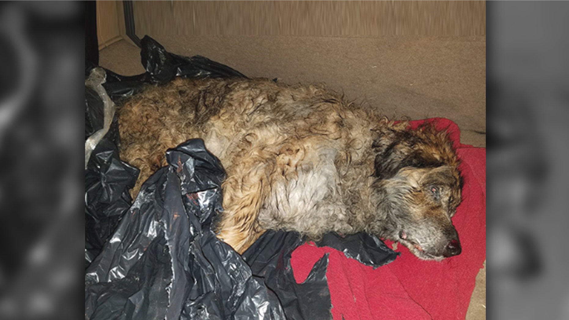 Saint Vincent was reportedly discovered in Brooklyn tied up in a garbage bag with his mouth taped shut.
