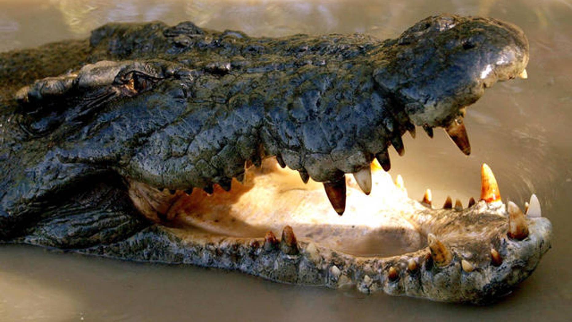 FILE photo of saltwater crocodile in Adelaide River, Australia.