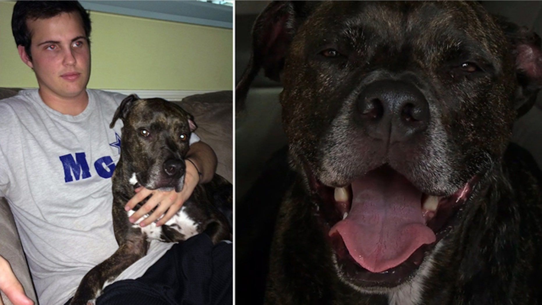 Rescue mutt Taz was found Wednesday, lost after Sam Shaw, 19, died in a crash after losing control of his Jeep on State Road 417 in Florida Monday.