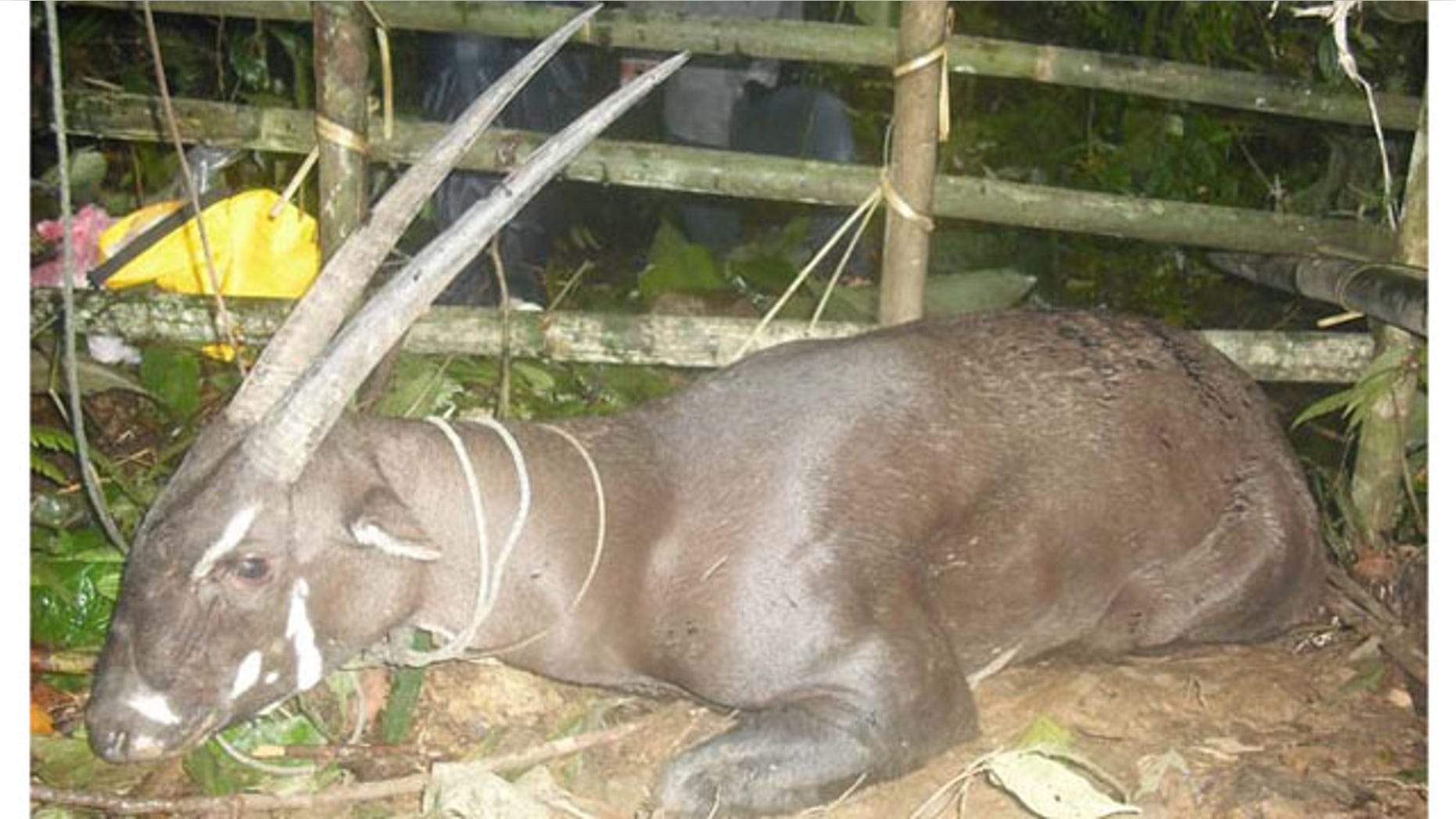 One of the rarest animals in the world, called a saola, has been sighted for the first time in more than 10 years in Laos.