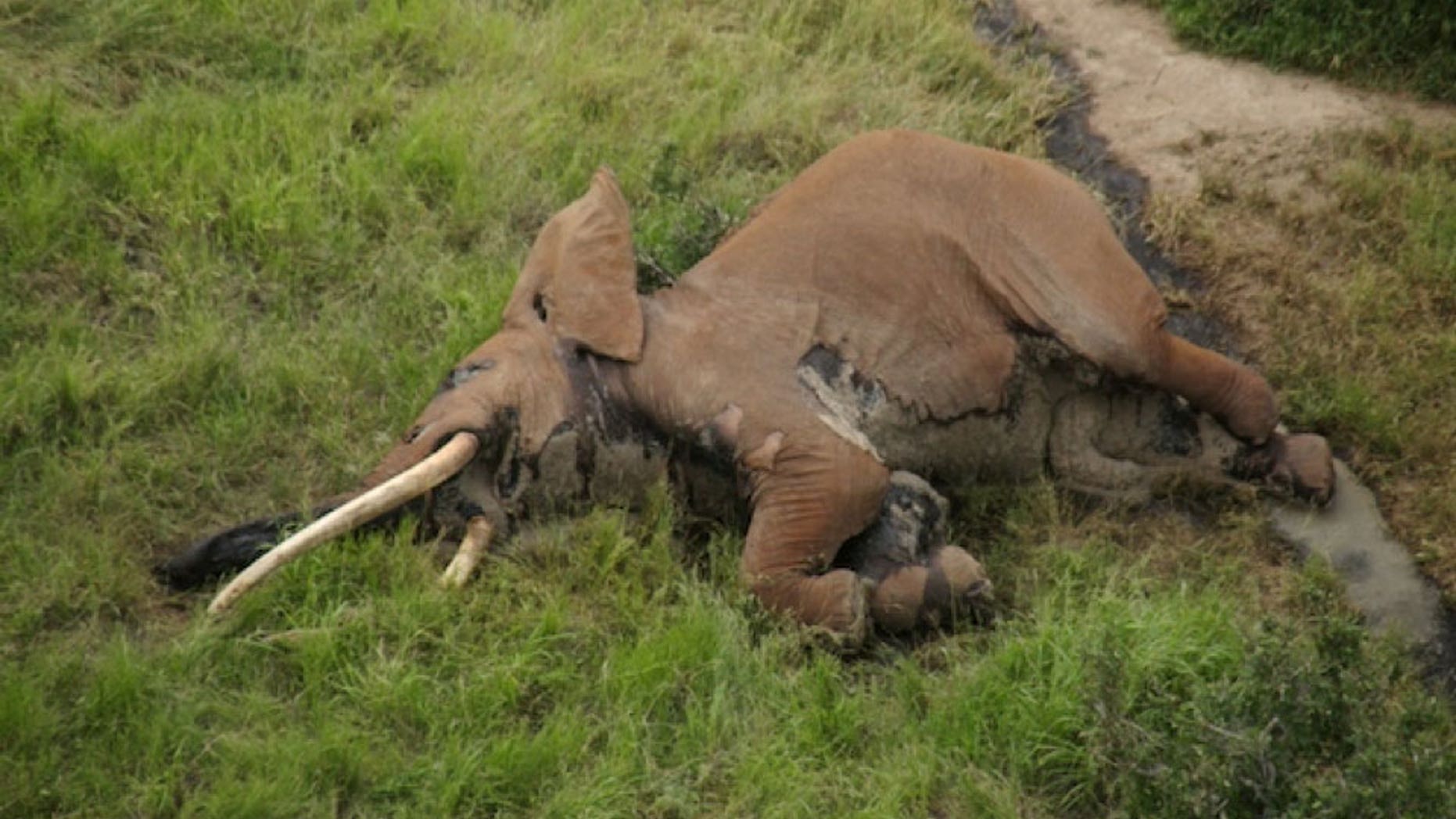 Satao II, a 'giant tusker' elephant was killed by poachers in Kenya, leaving 25 left in the wild.