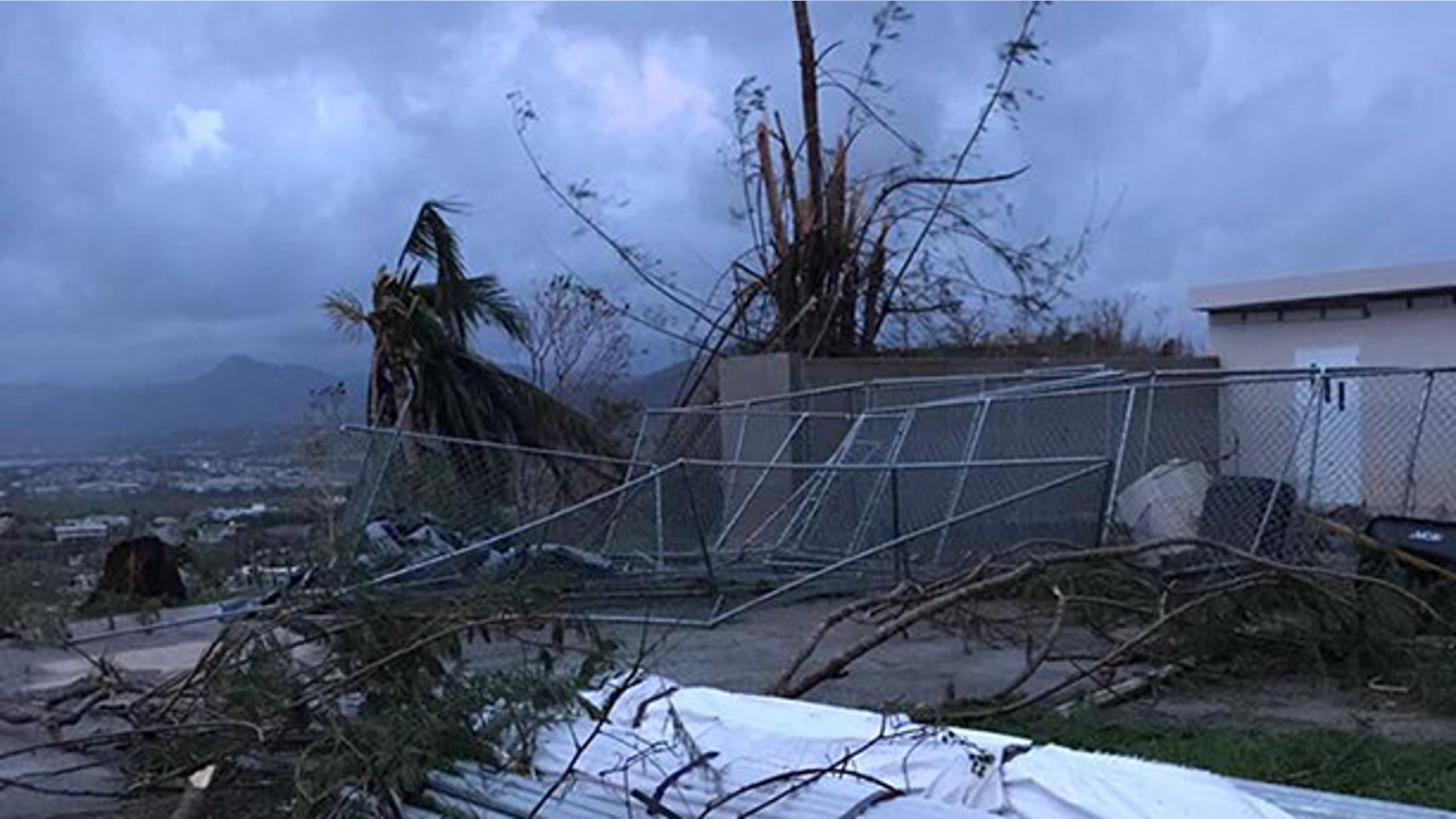 Hurricane Maria triggered enormous damage across Puerto Rico, killing many of the island's abandoned dogs.