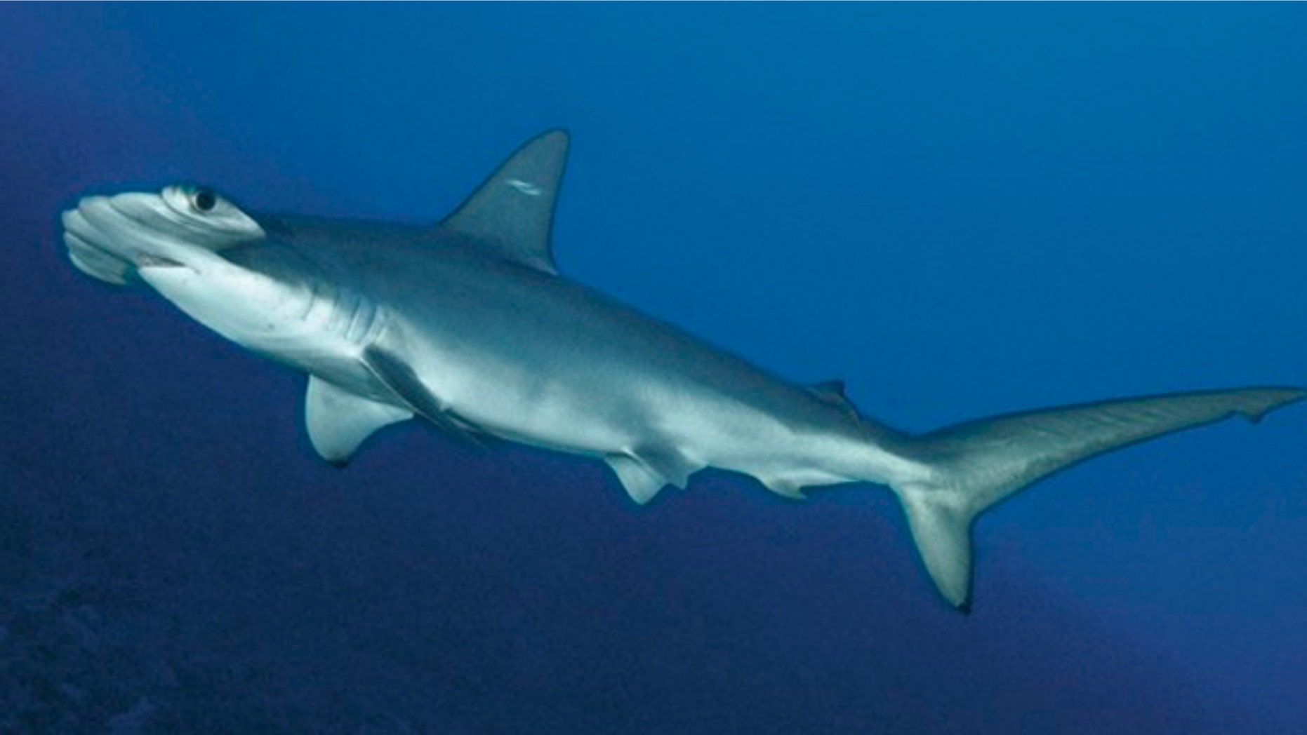 A scalloped hammerhead shark.