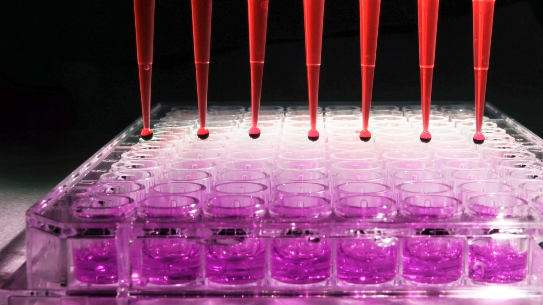 Pipette tips discharging diluted human blood into a 96 well tissue culture plate for an experiment at a research laboratory