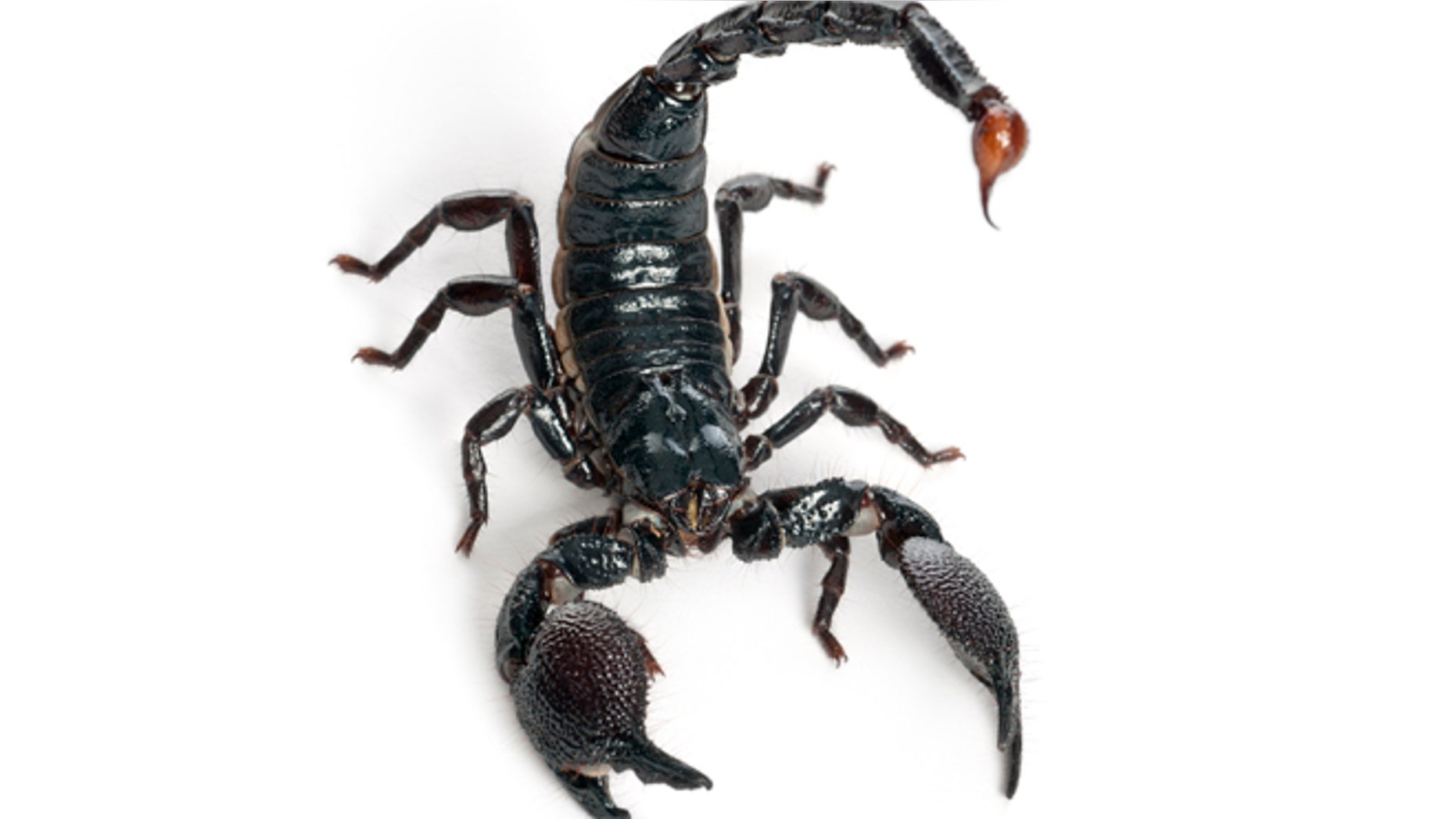 emperor scorpion - Pandinus imperator (1 year old)