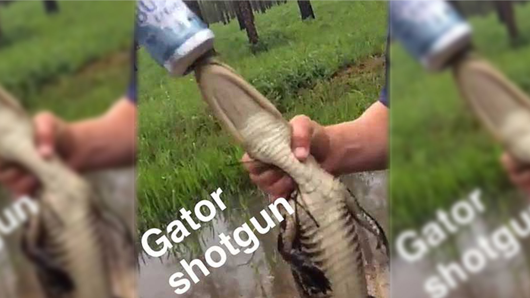 Screenshot of photo posted on social media showing the alligator in Japers County, South Carolina.