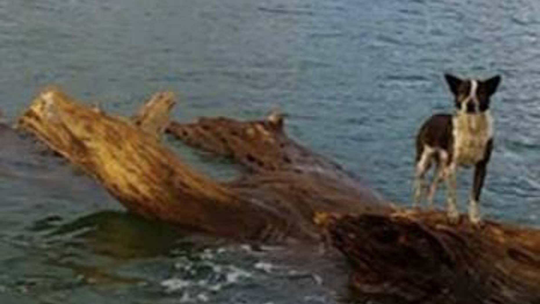 June 12, 2014 - Dog floating in Smokehouse Bay, Great Barrier Island, New Zealand. (courtesy: Royal New Zealand Navy)