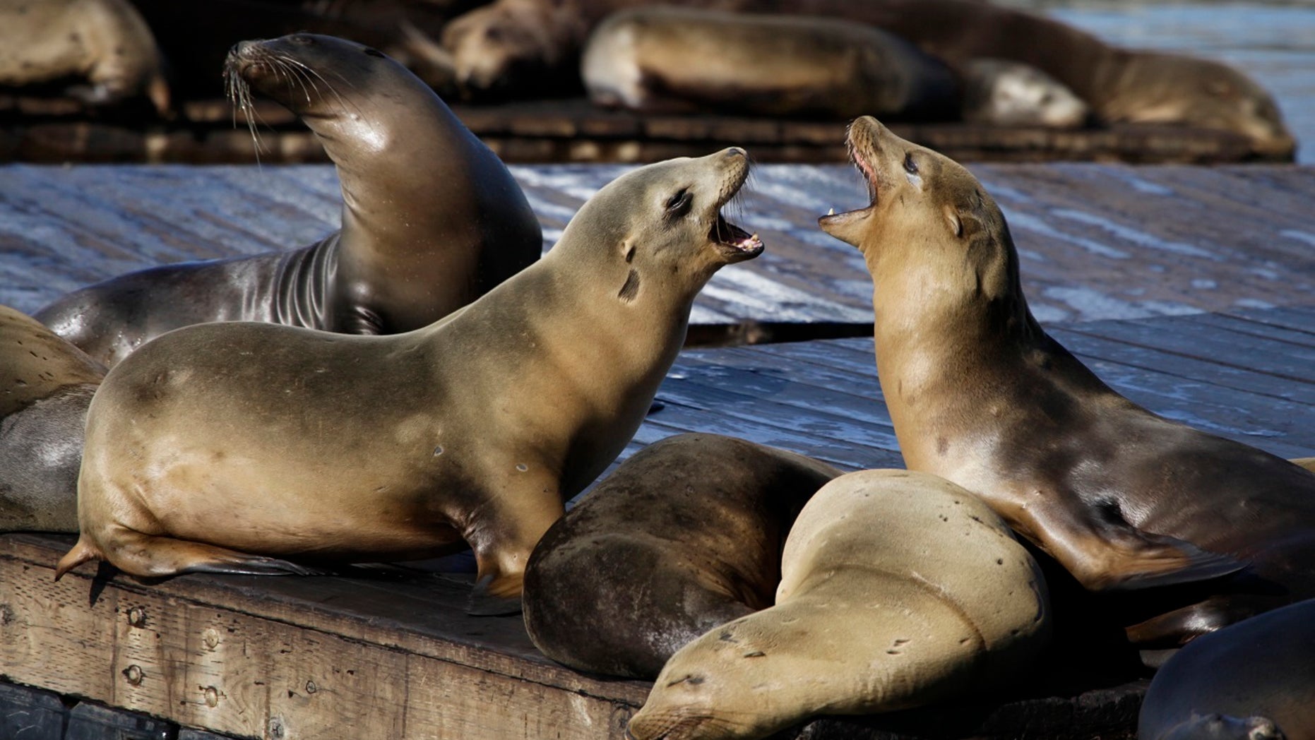 File 2010: Sea lions bark at each other at Pier 39 in San Francisco. Three unusual attacks from the marine animal were reported in city's cove this week.
