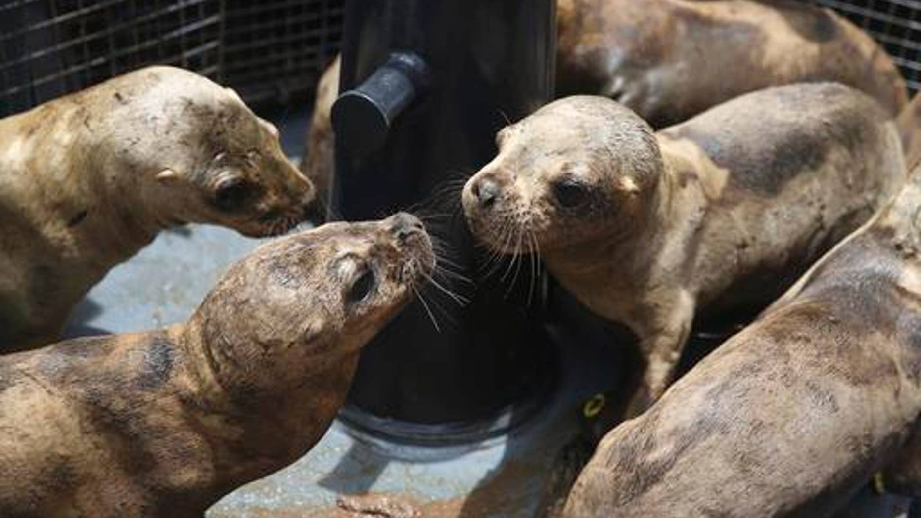 A group of young sea lions are let out of pet carriers before release into their natural habitat, in the coastal waters of the Palomino Islands, Peru, Friday, Oct. 14, 2016. Peru's Organization for Research and Conservation of Aquatic Animals, or ORCA, brought nine sea lions back to health and released them into the sea near a reserve where hundreds of others sea lions live on Friday. Each sea lion is approximately seven months old and had been orphaned on the coast of Lima. (AP Photo/Martin Mejia)