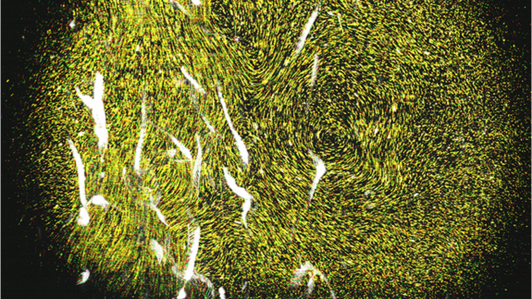 This time lapse shows migrating sea monkeys (white) as they create swirling eddies among suspended, yellow particles in the water.