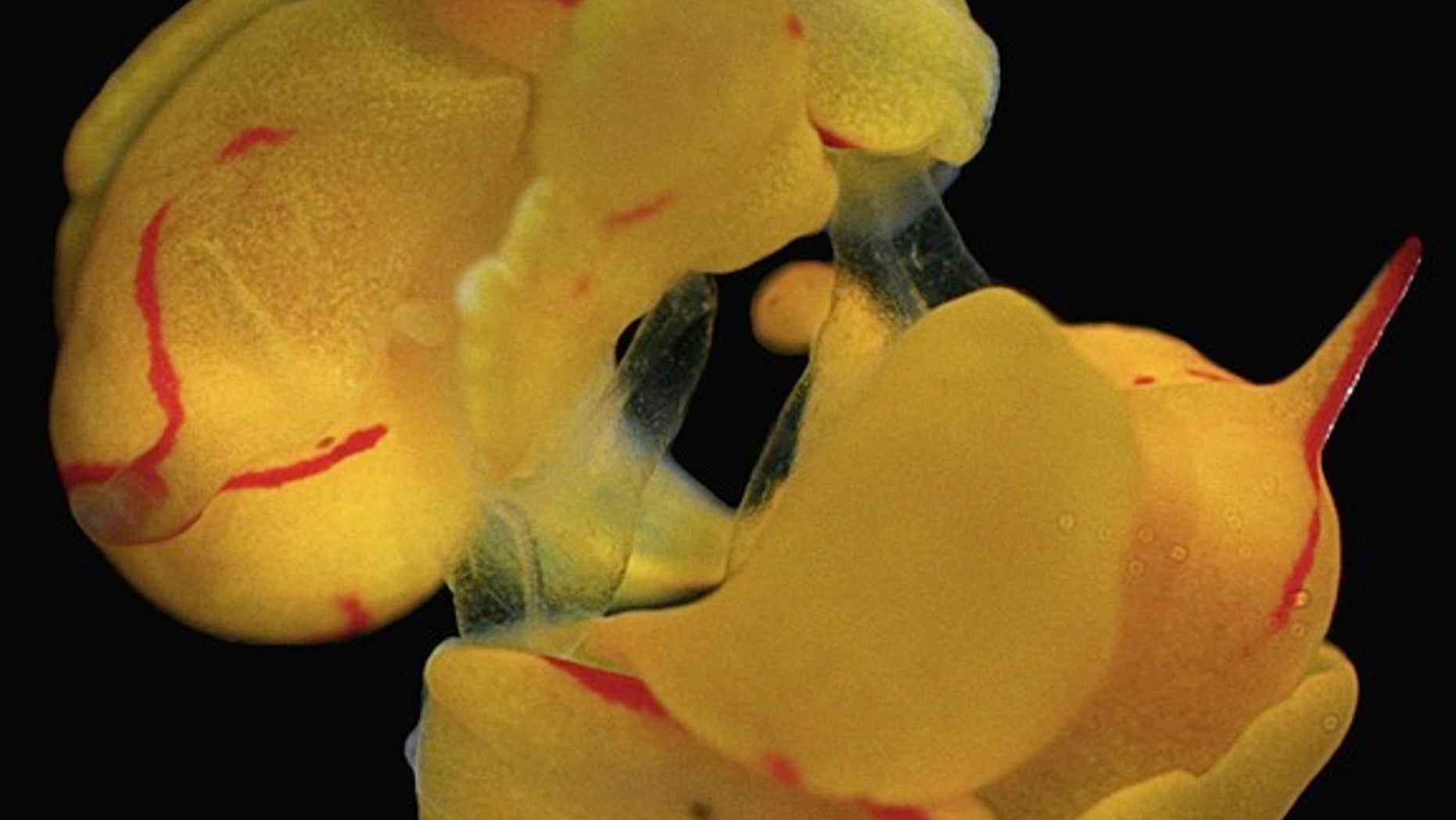 Hermaphrodite <i>Siphopteron quadrispinosum</i> mate. The sea slugs' penises are translucent.