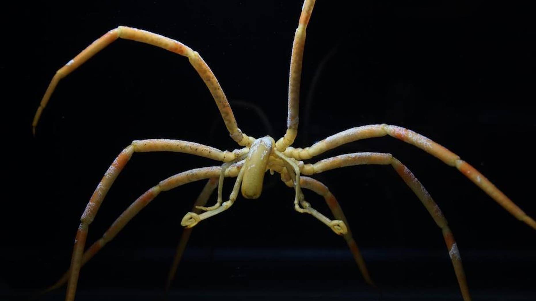 Sea spiders pass oxygen to their extremities via their gut fluids, rather than the substance they have in lieu of blood called hemolymph.