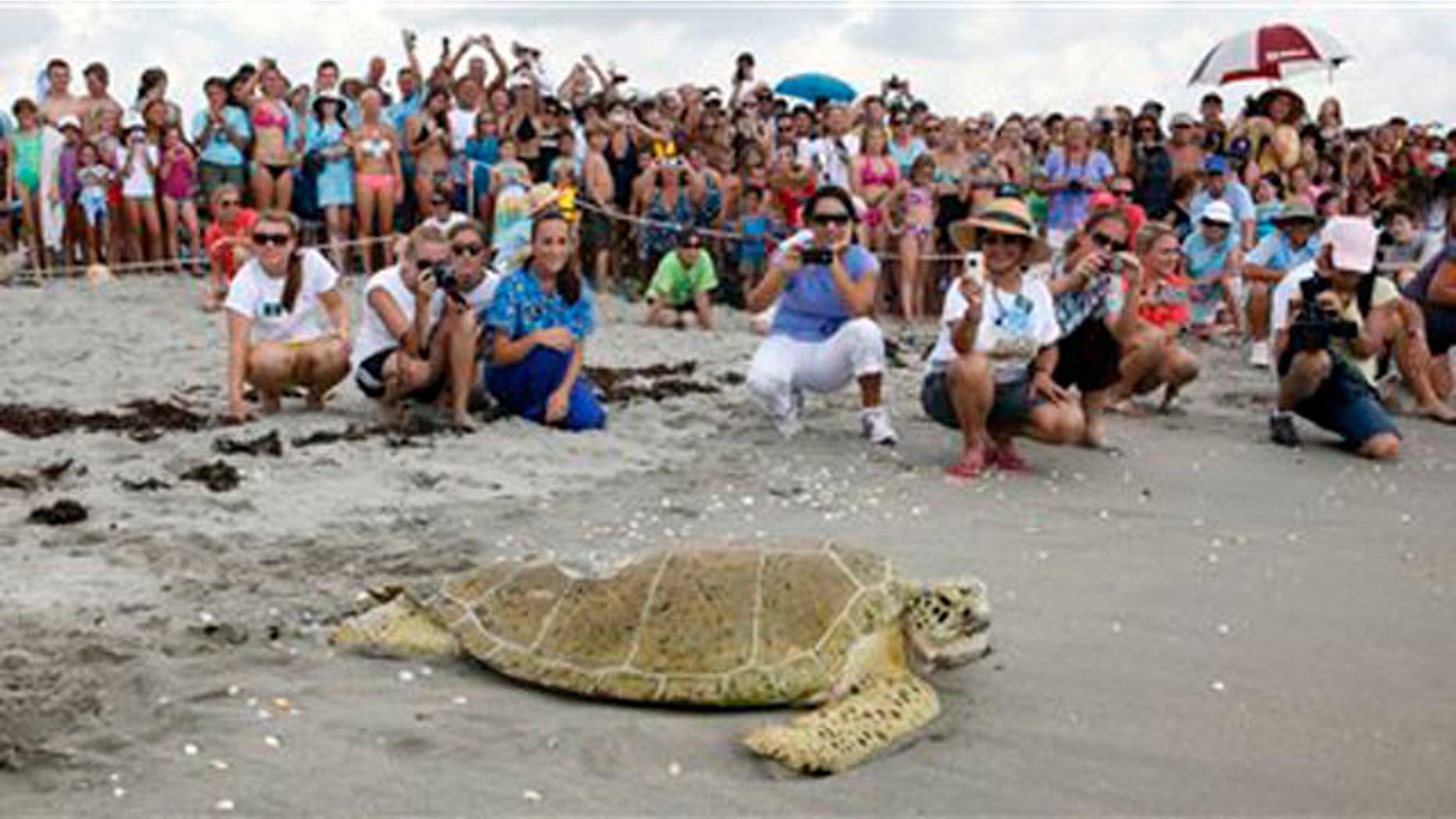 Crowds cheer as Andre the sea turtle is released back into the sea.