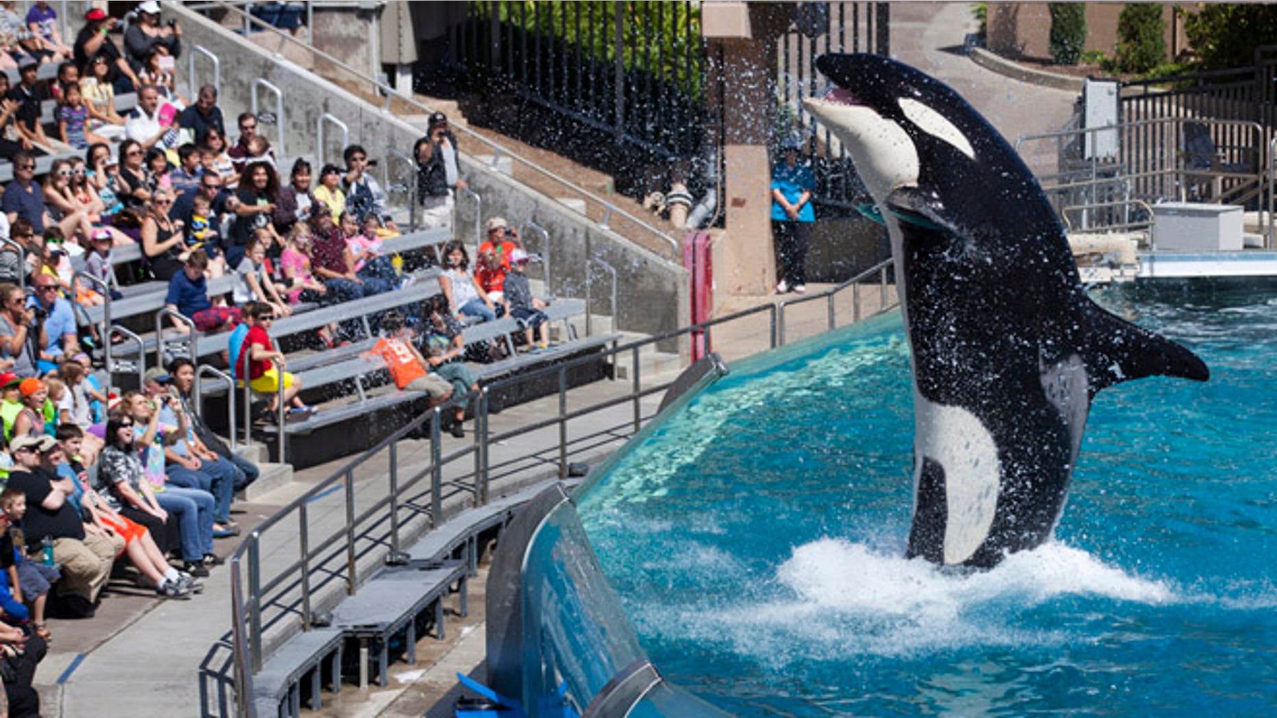 FILE 2014: Visitors are greeted by an Orca killer whale as they attend a show featuring the whales during a visit to the animal theme park in San Diego.
