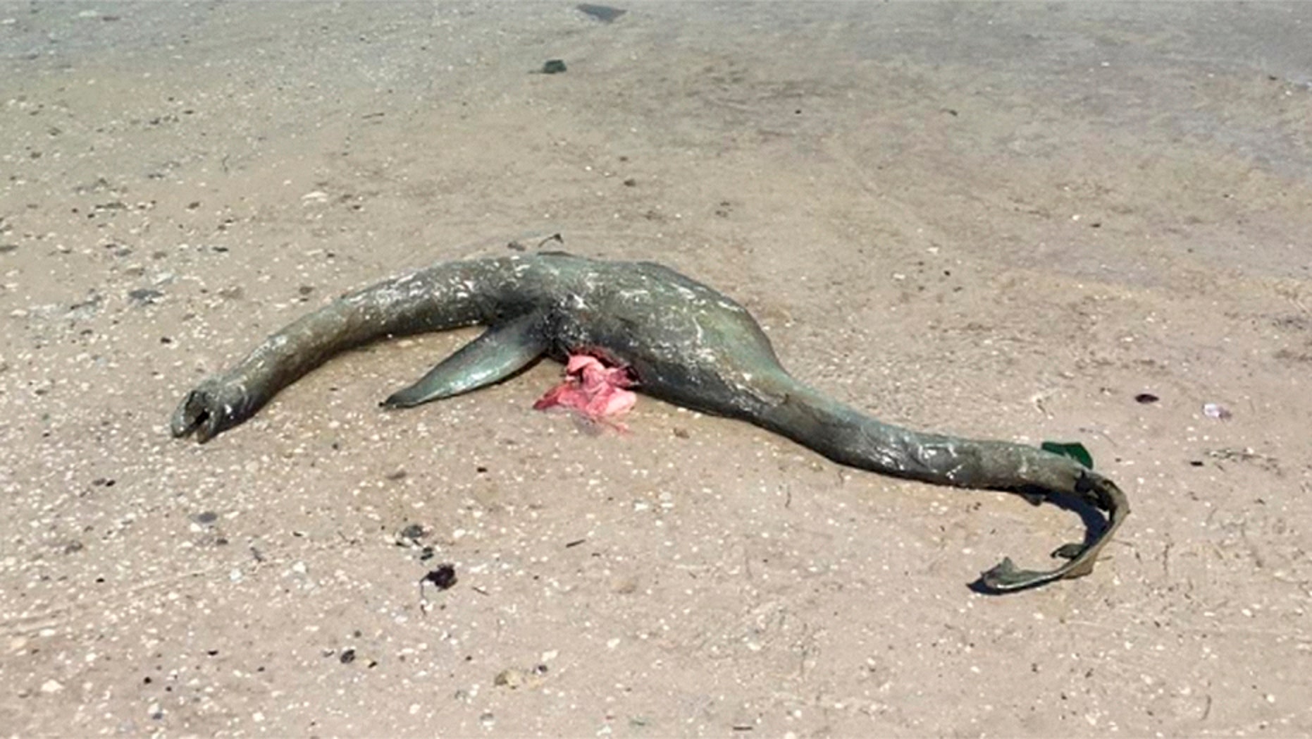 Loch Ness Monster found? Shocking pictures of unidentified sea creature