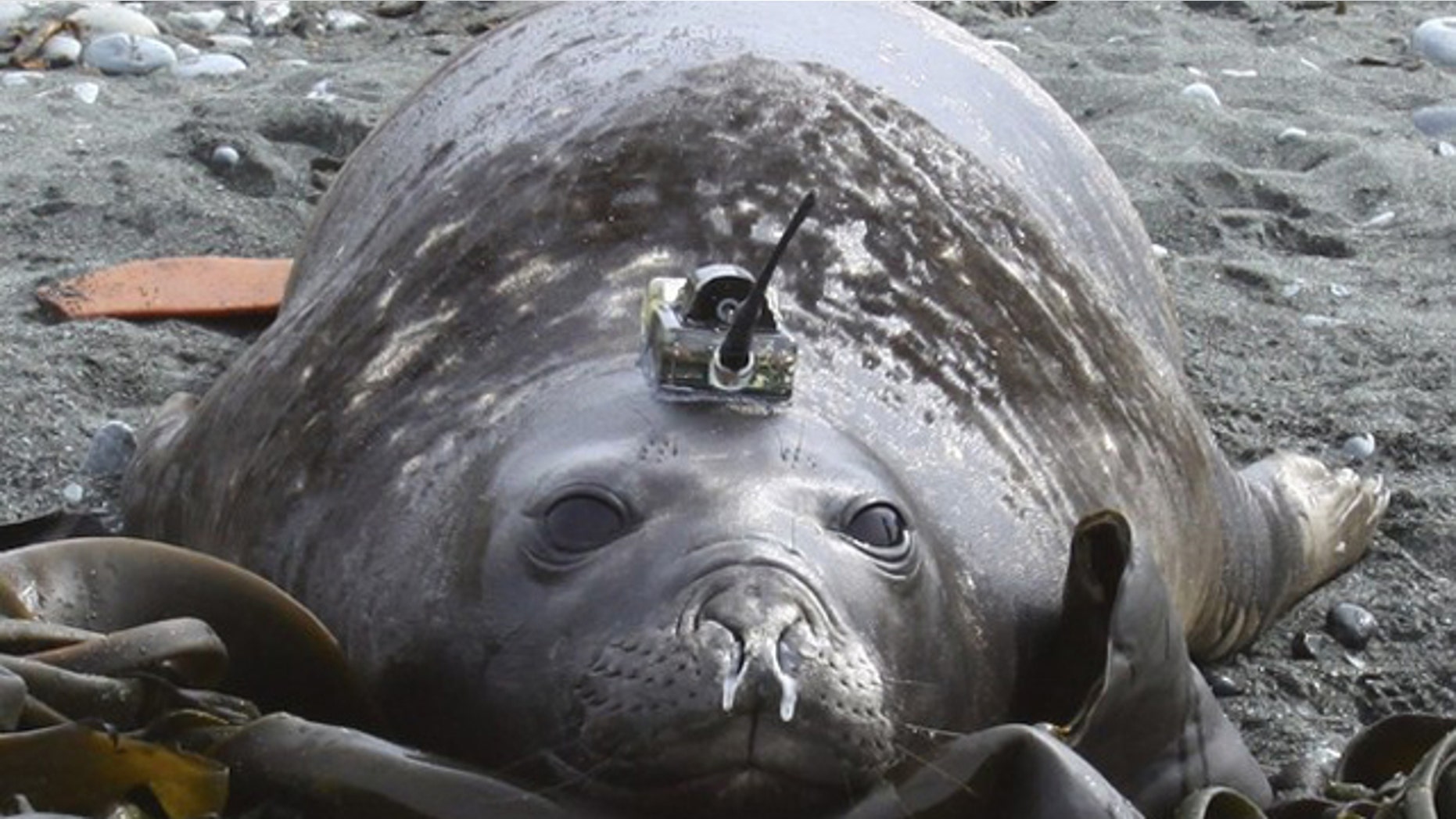 An elephant seal is seen fitted with a sensor device used to monitor where it hunts and eats, and to measure temperature, salinity and pressure of the ocean during deep dives for food in this undated handout photograph taken in an undisclosed location and released October 15, 2010. Scientists are outfitting elephant seals and self-propelled water gliders with monitoring equipment to unlock the oceans' secrets.