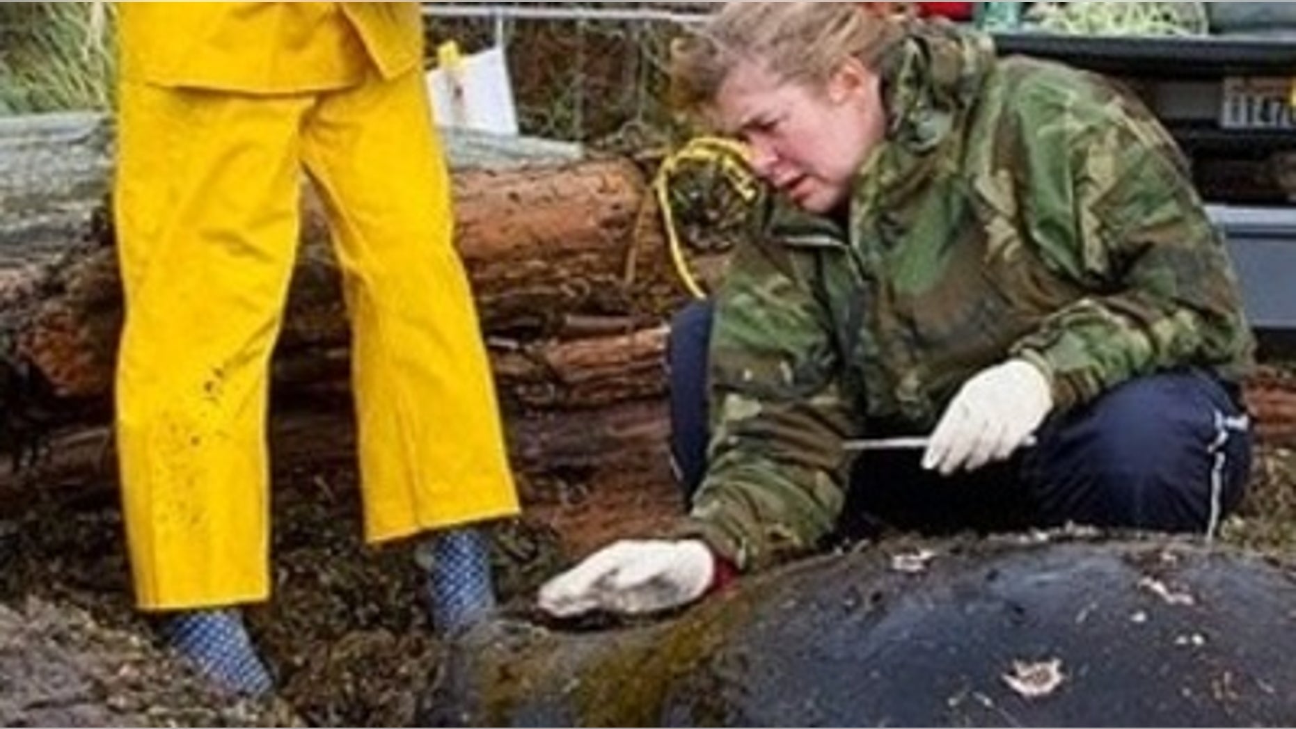 Jan. 27, 2012: Washington wildlife officials say eight sea lions have been found dead in the Puget Sound region in recent weeks -- all apparently shot.