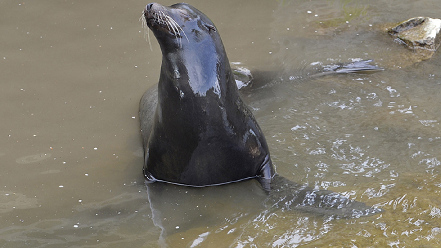A sea lion exits a drainage pipe, where it had out in a farmland canal in Vacaville, Calif., Wednesday, March 15, 2017. Marine experts on Wednesday have suspended their effort to rescue the sea lion from a farmland canal because he seems to be headed home on his own. (Joel Rosenbaum/The Vacaville Reporter via AP)