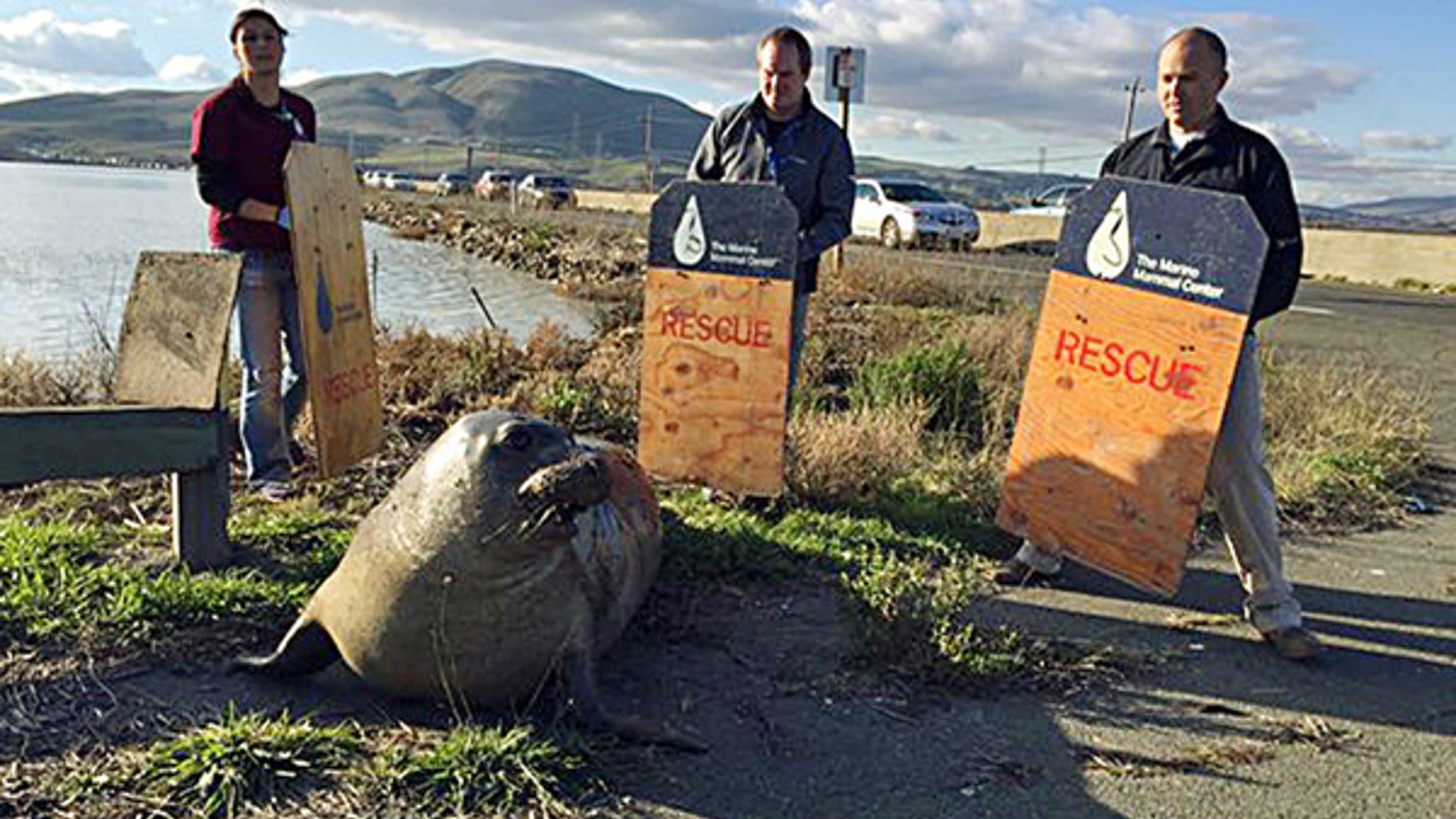 Dec. 28, 2015: n this photo provided by the California Highway Patrol, wildlife experts from the Marine Mammal Center in Sausalito attempt to corral an elephant seal that repeatedly tried to cross a highway, slowing traffic in Sonoma, Calif.