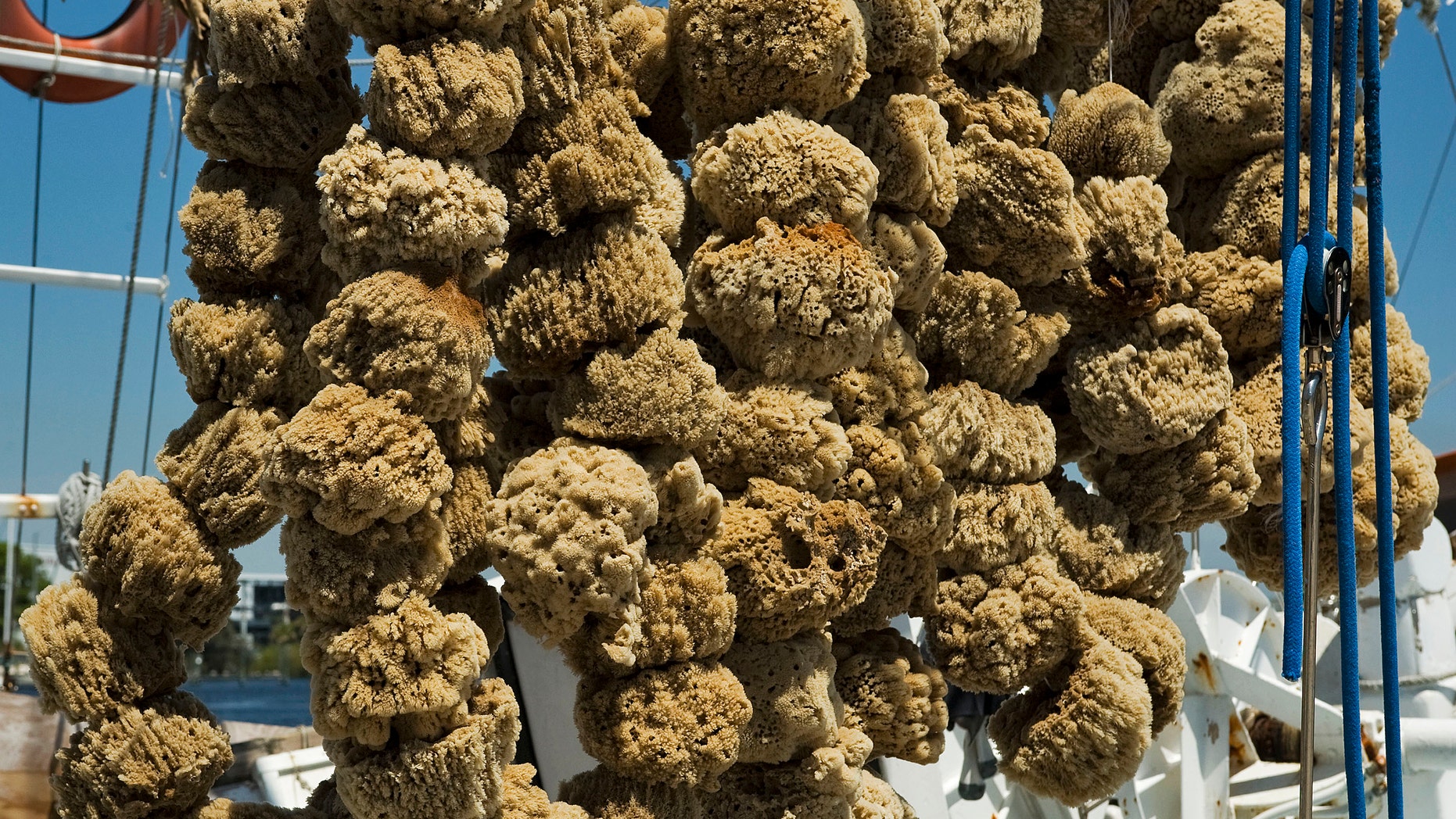 File photo - Sponges hang in the sun off a shroud line on a sponge boat tied up on the dock along the Anticlote River in Tarpon Springs, Florida, April 6, 2014. (REUTERS/Steve Nesius)
