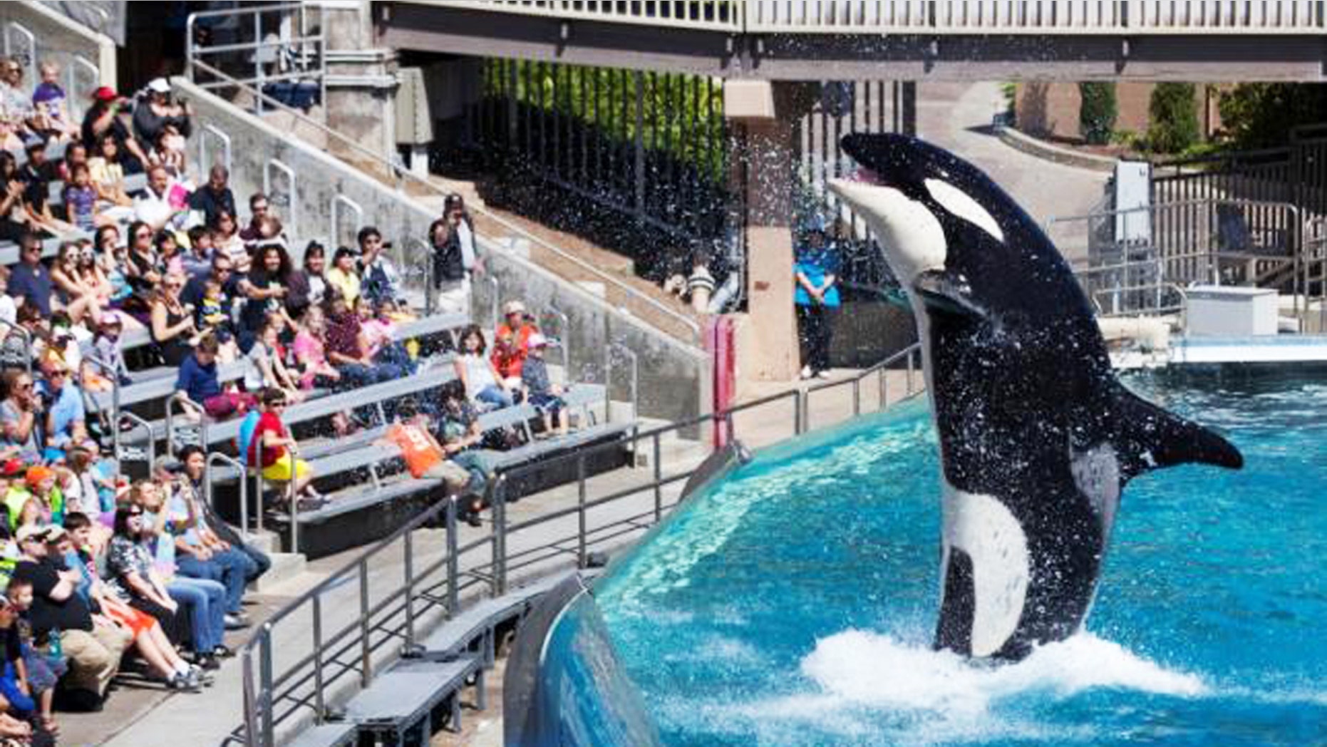 The traditional Shamu show at SeaWorld San Diego will be phased out in 2016.