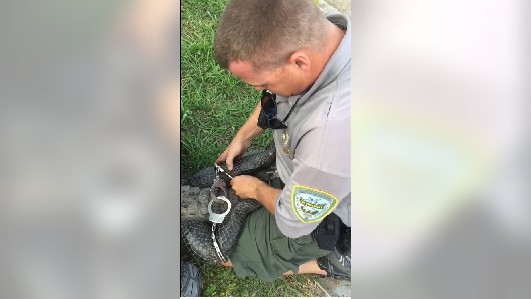 A wildlife agent handcuffs an alligator in Louisiana so it will not escape.