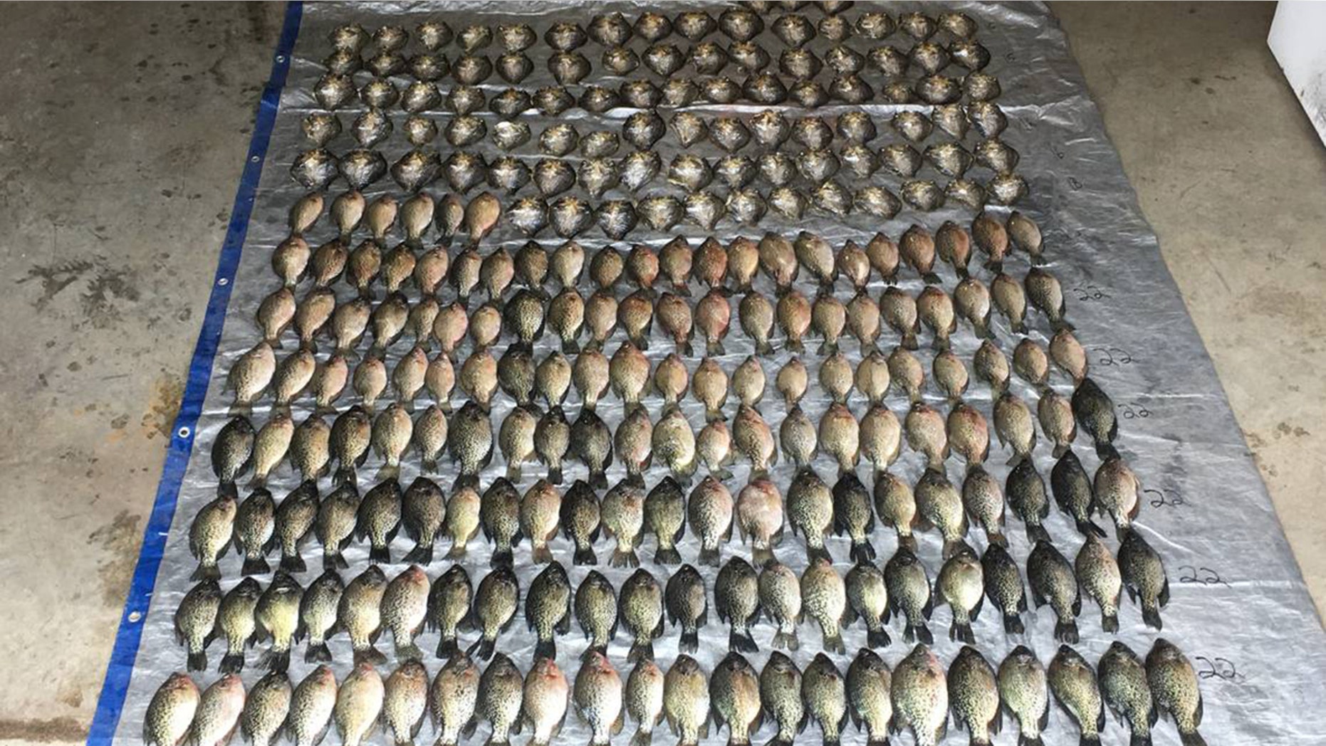 The DNR filed charges against a Mountain Lake couple for possessing more 253 crappies over the legal limit for the state.