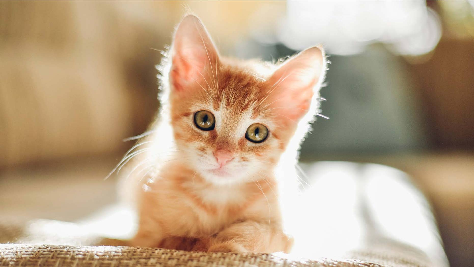 tips for selling a home with pets
