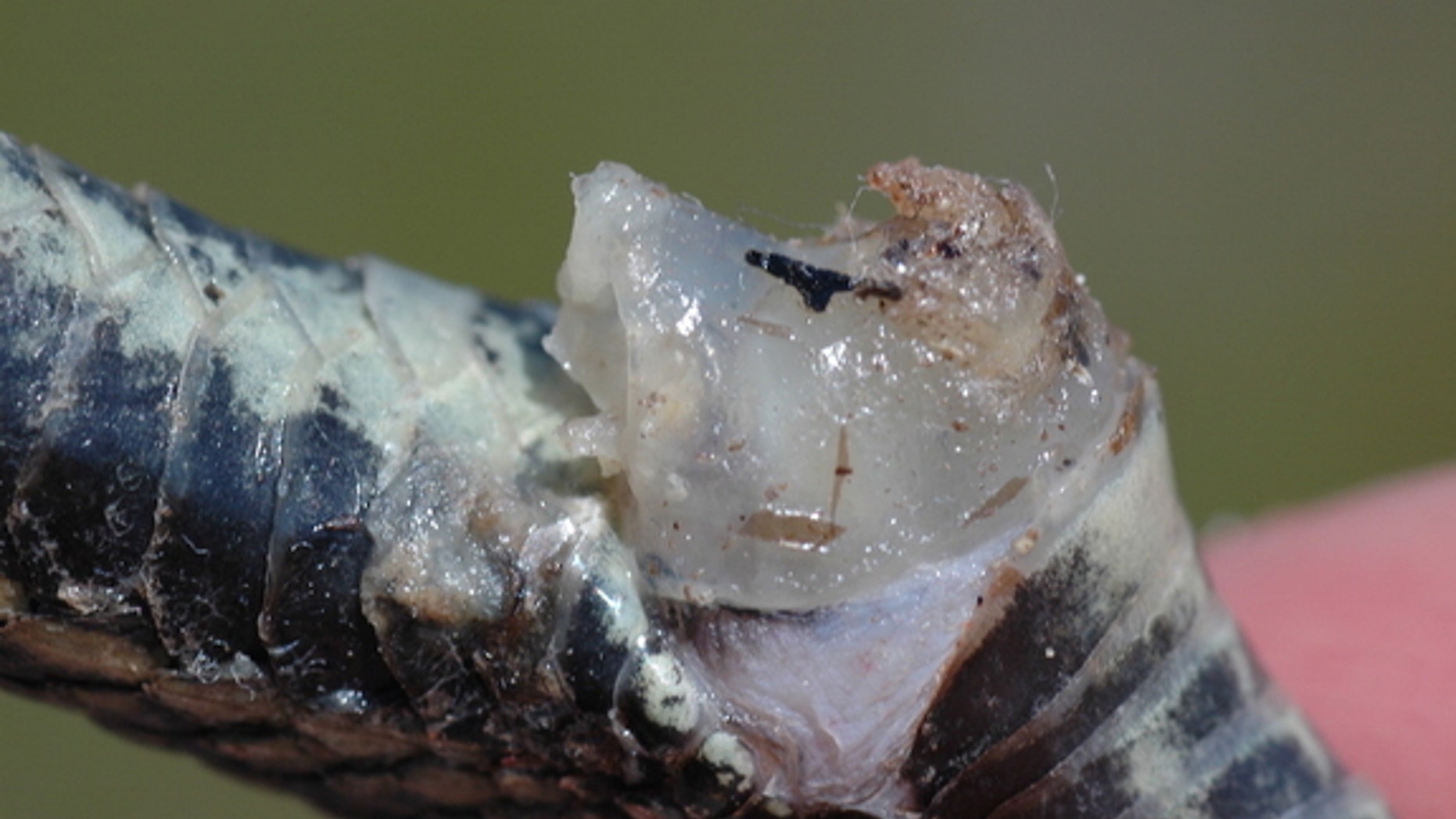 A copulatory plug in a red-sided garter snake.