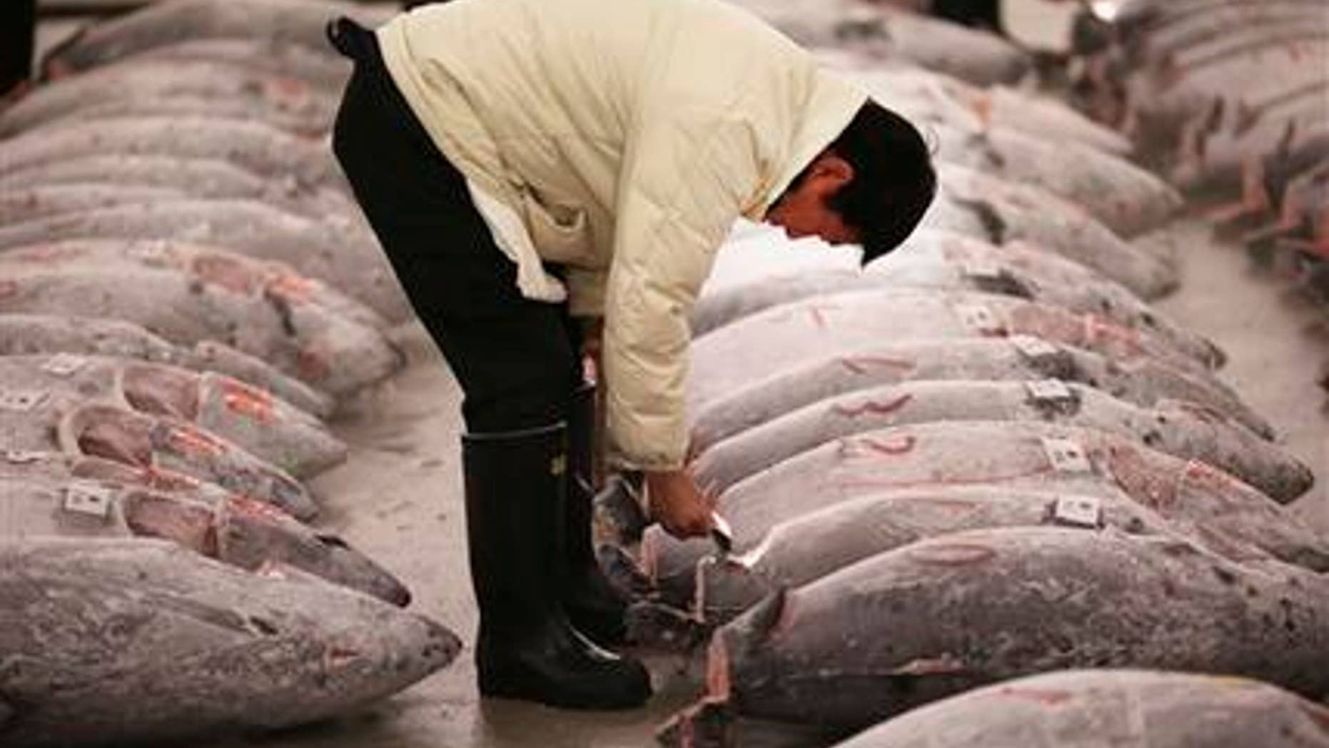 A prospective buyer inspects the quality of frozen tuna before the first auction of the year at Tsukiji fish market in Tokyo, Monday, Jan. 5, 2015.