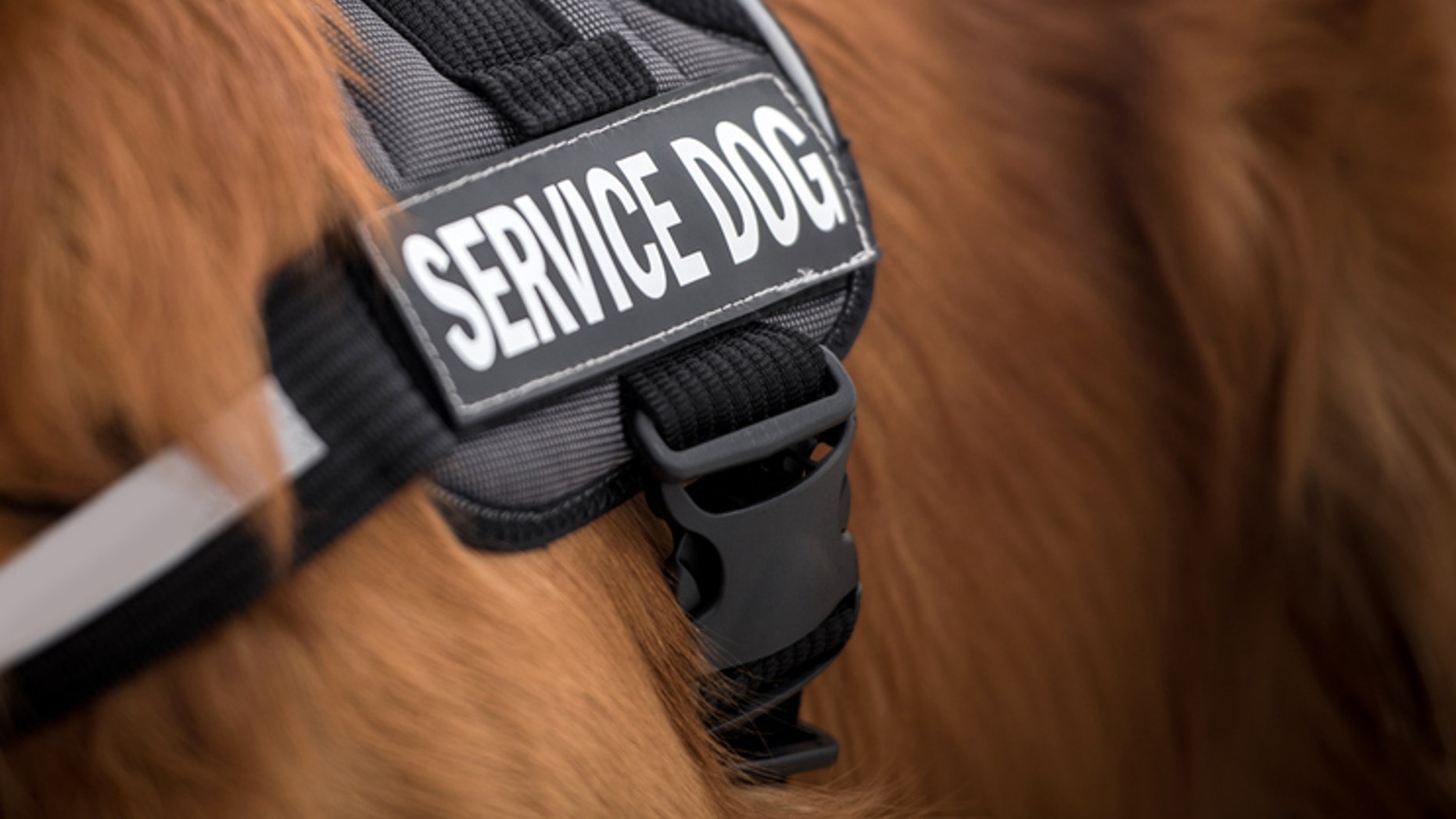 Close-up on the vest of a service dog