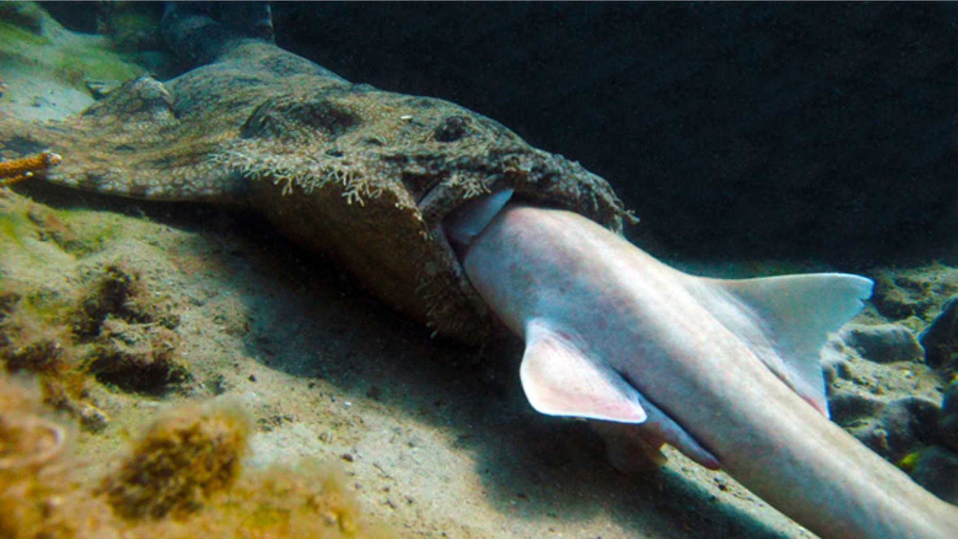 Researchers spotted a tasseled wobbegong shark consuming headfirst a somewhat smaller brown-banded bamboo shark on the southern Great Barrier Reef on Aug. 1, 2011.