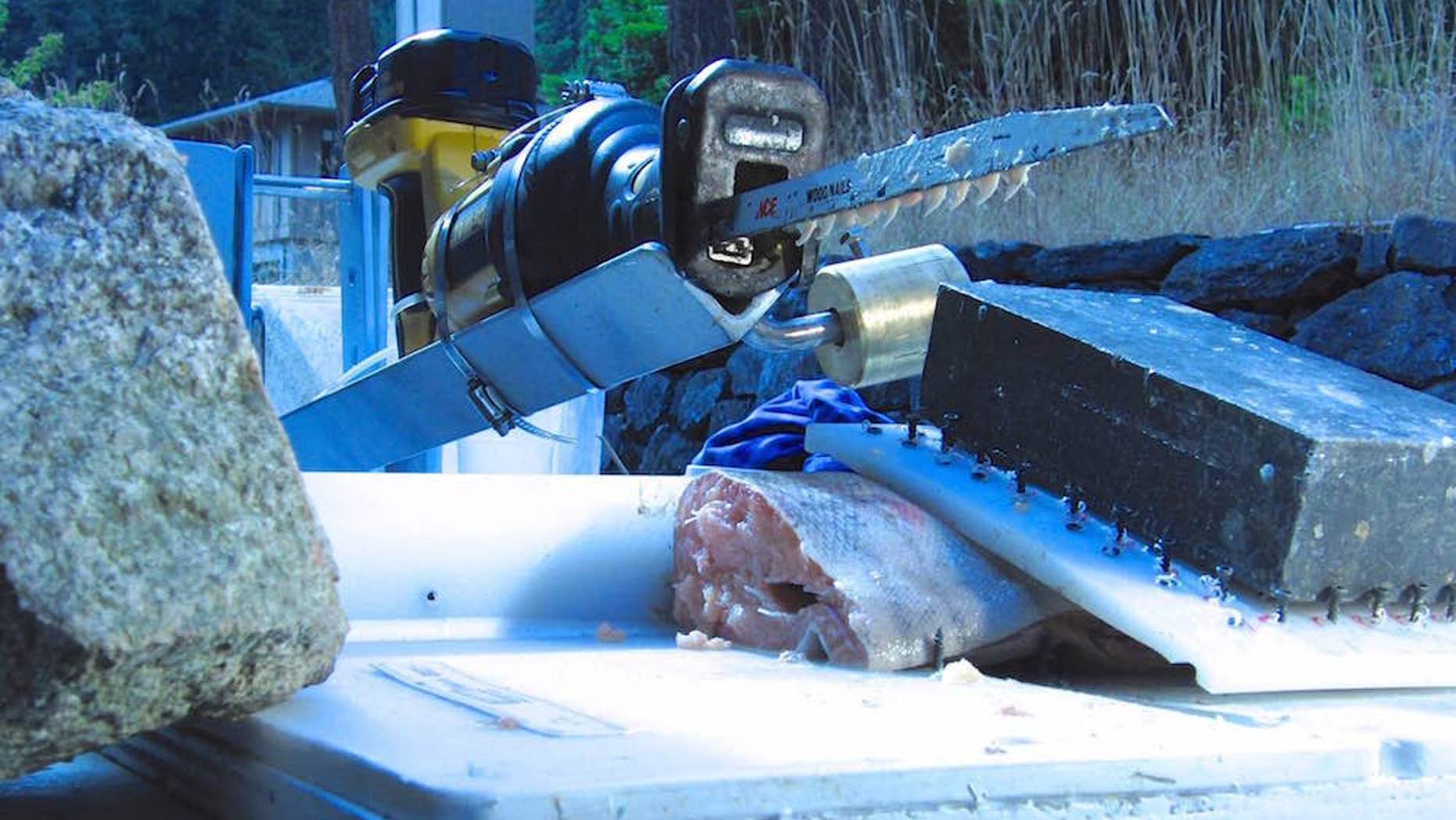 This power saw, poised to cut into a salmon, is armed with shark teeth.