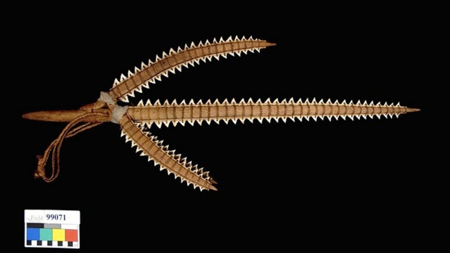 A Gilbert Islands shark tooth weapon in the collections of Chicago's Field Museum.