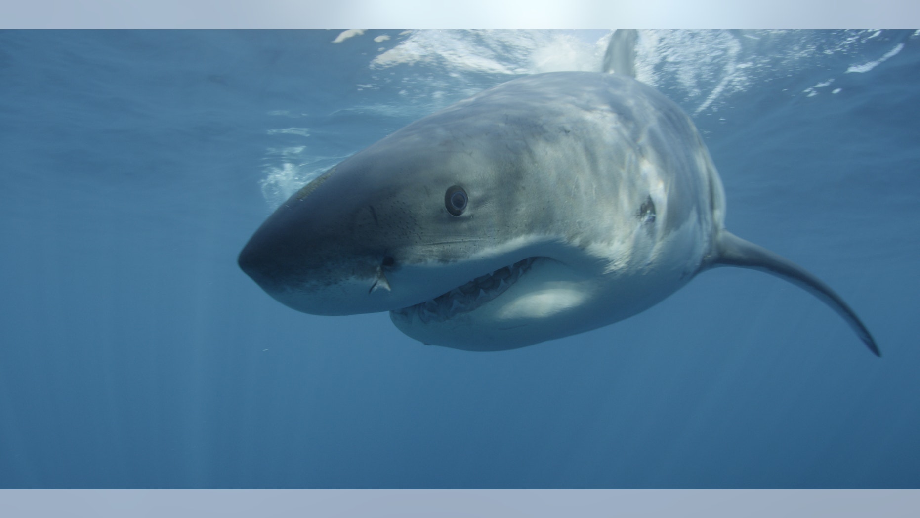 A large Great white shark cruises past the underwater cameraman at Guadalupe Island off the coast of Mexico.