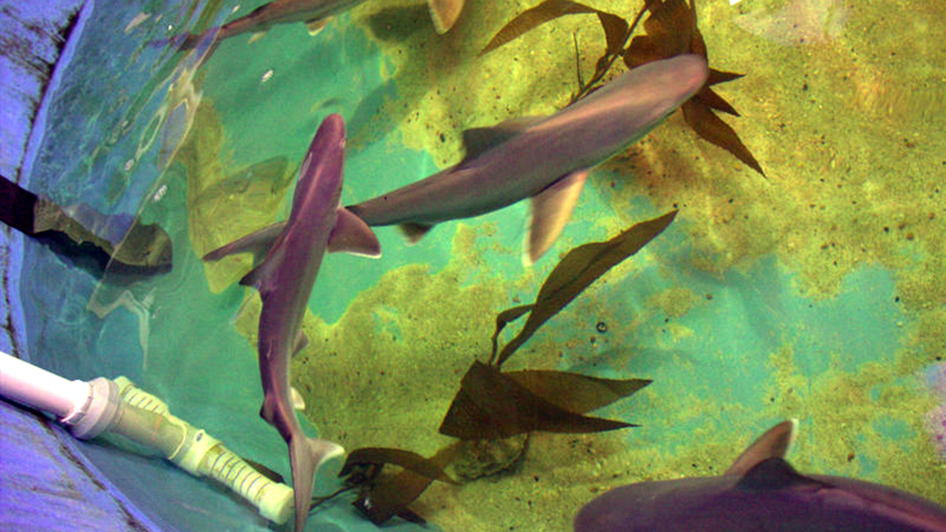 In this Aug. 23, 2017 photo provided by the New York State Department of Environmental Conservation, sharks swim in a basement swimming pool in LaGrangeville, N.Y. Officials say seven live sharks and three dead ones have been seized from the pool in the Hudson Valley home. (New York State Department of Environmental Conservation via AP)