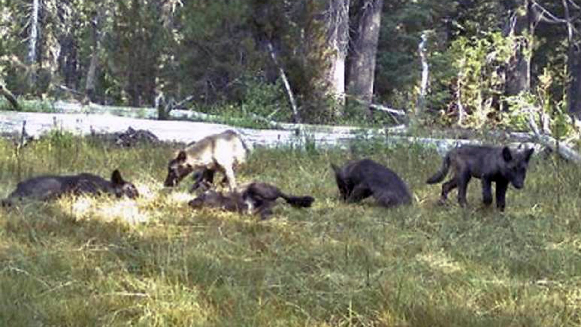 The Shasta wolfpack in August 2015