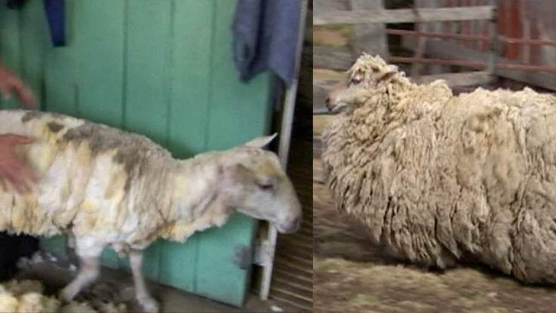 Sheila before and after her big hair cut. (Sky News)